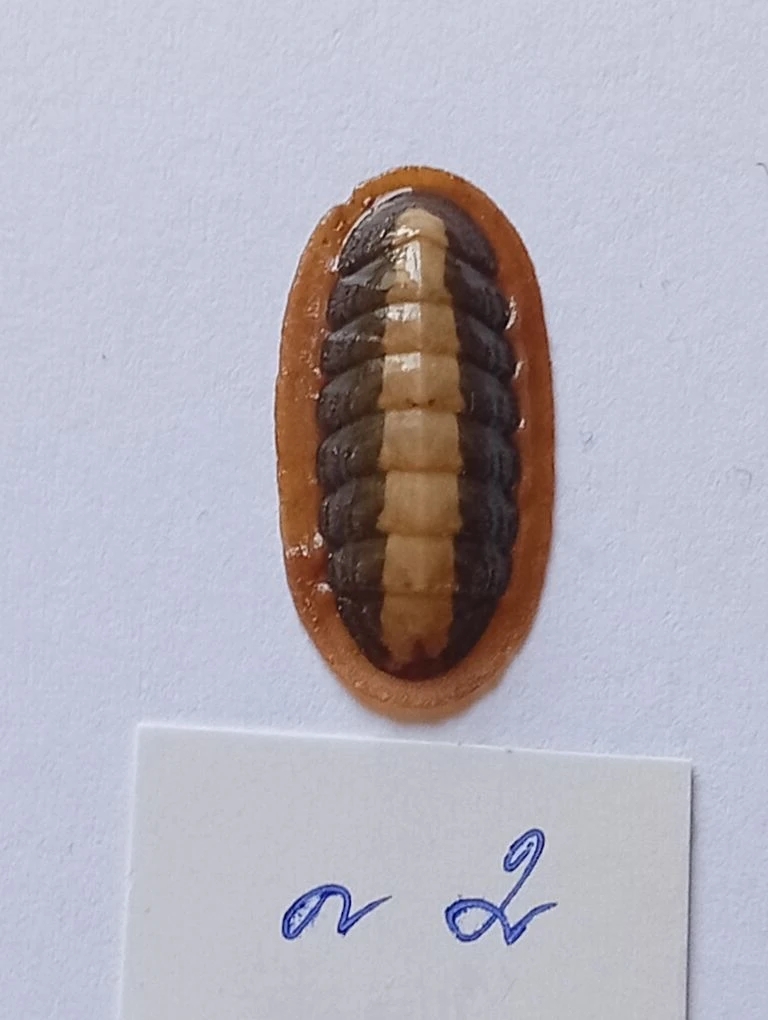 Ischnochiton elondatus ENDEMIC 2