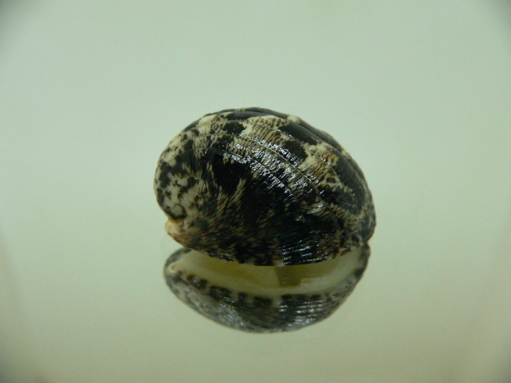 Nerita albicilla fasciata