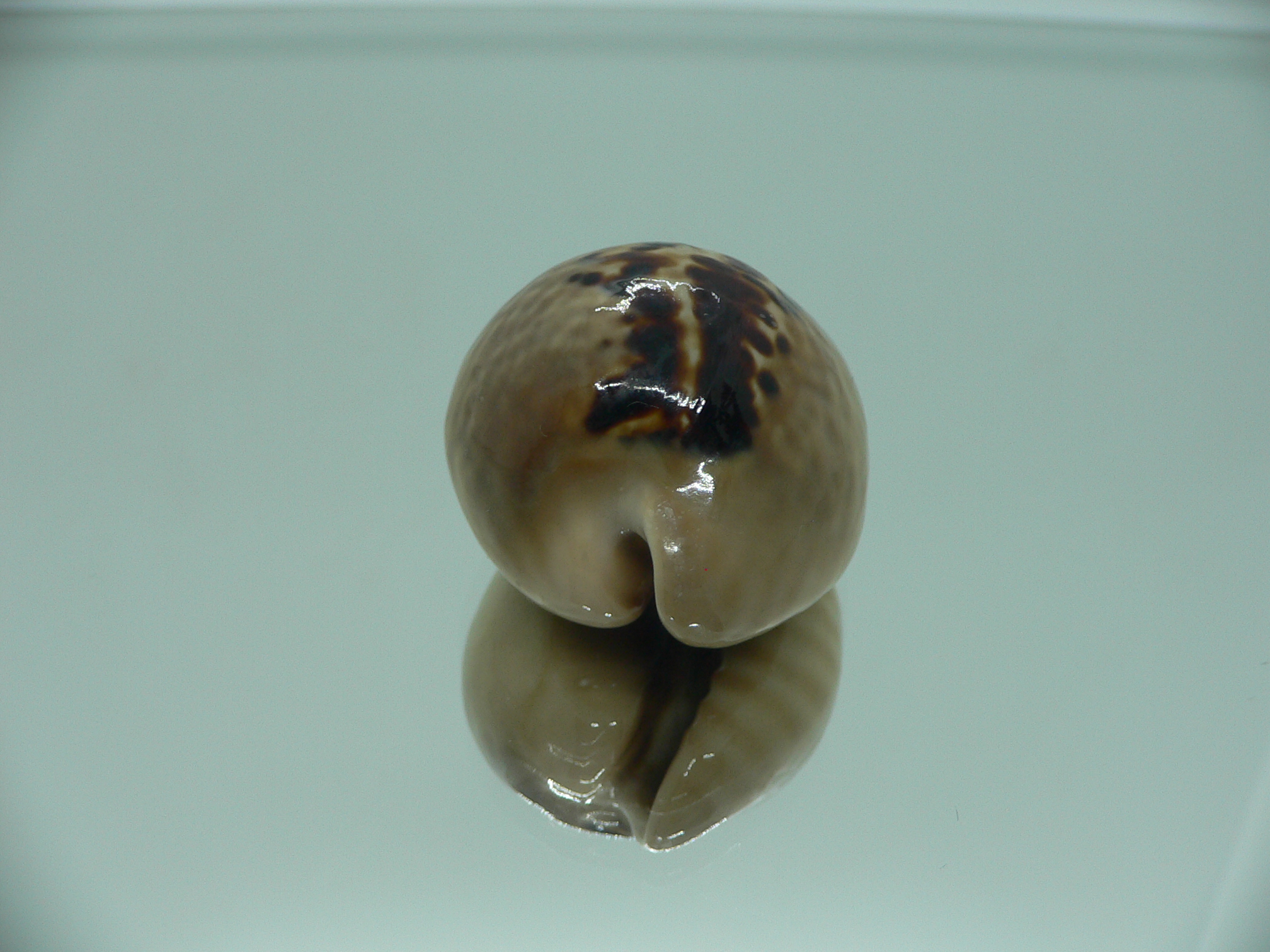 Cypraea mus mus DARK