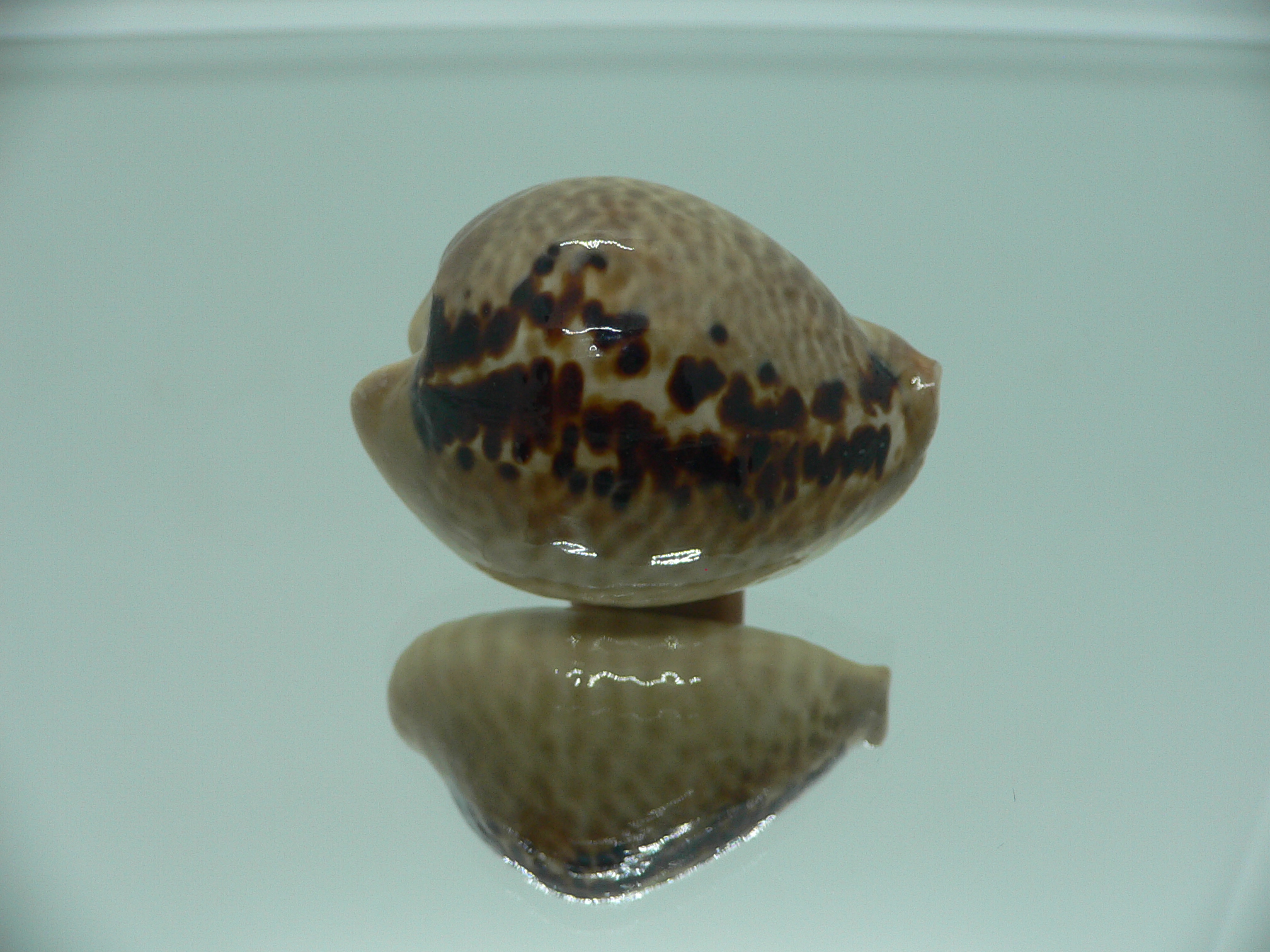 Cypraea mus mus DARK