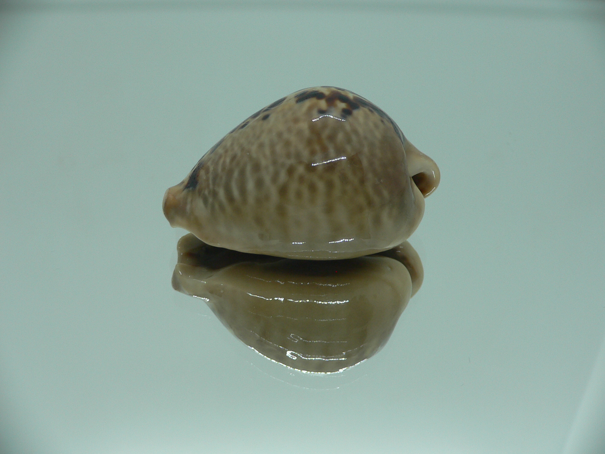 Cypraea mus mus DARK