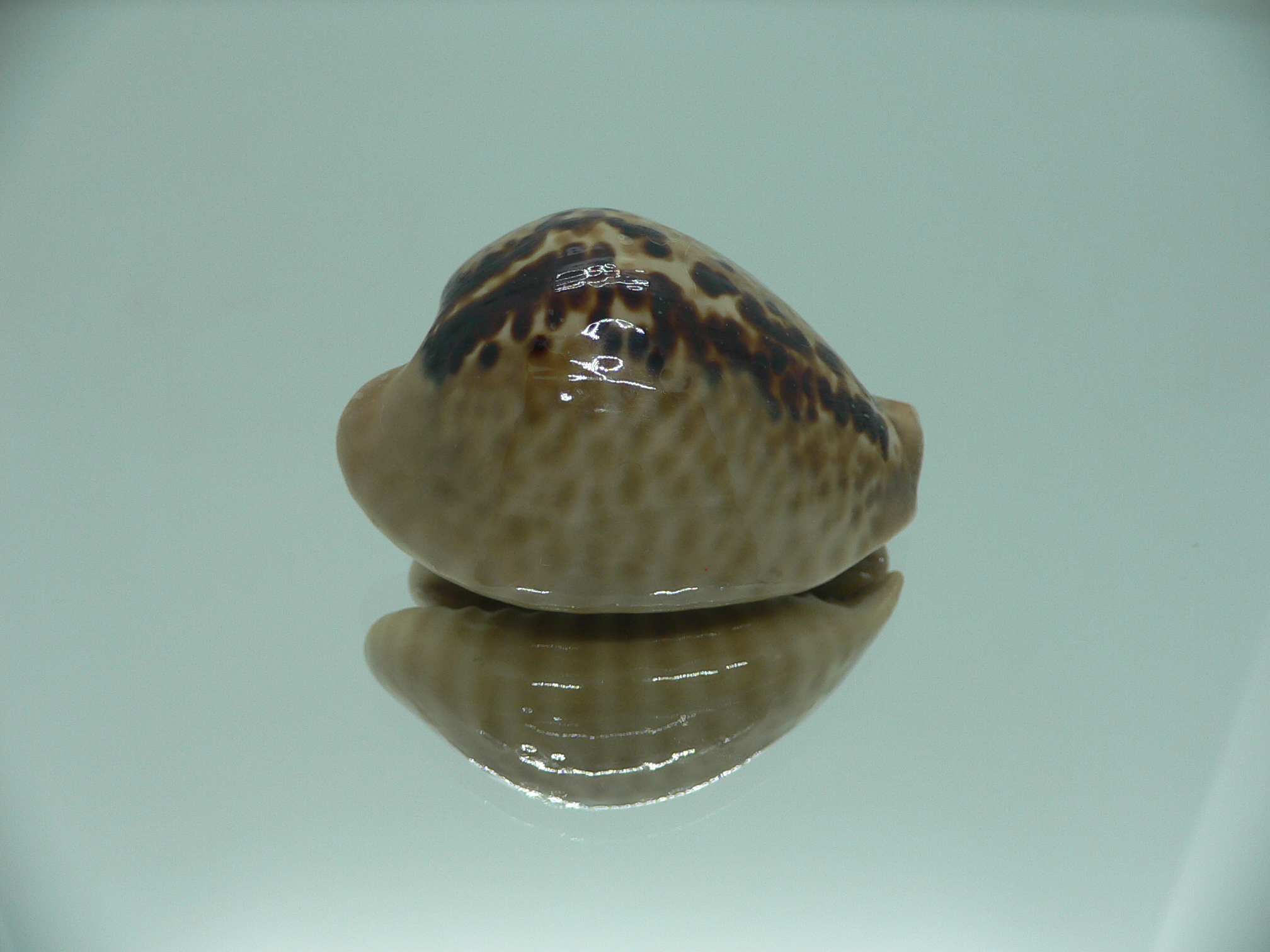 Cypraea mus mus DARK