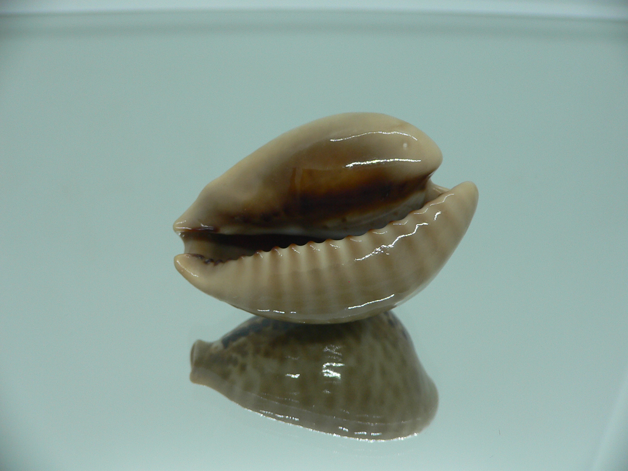 Cypraea mus mus DARK