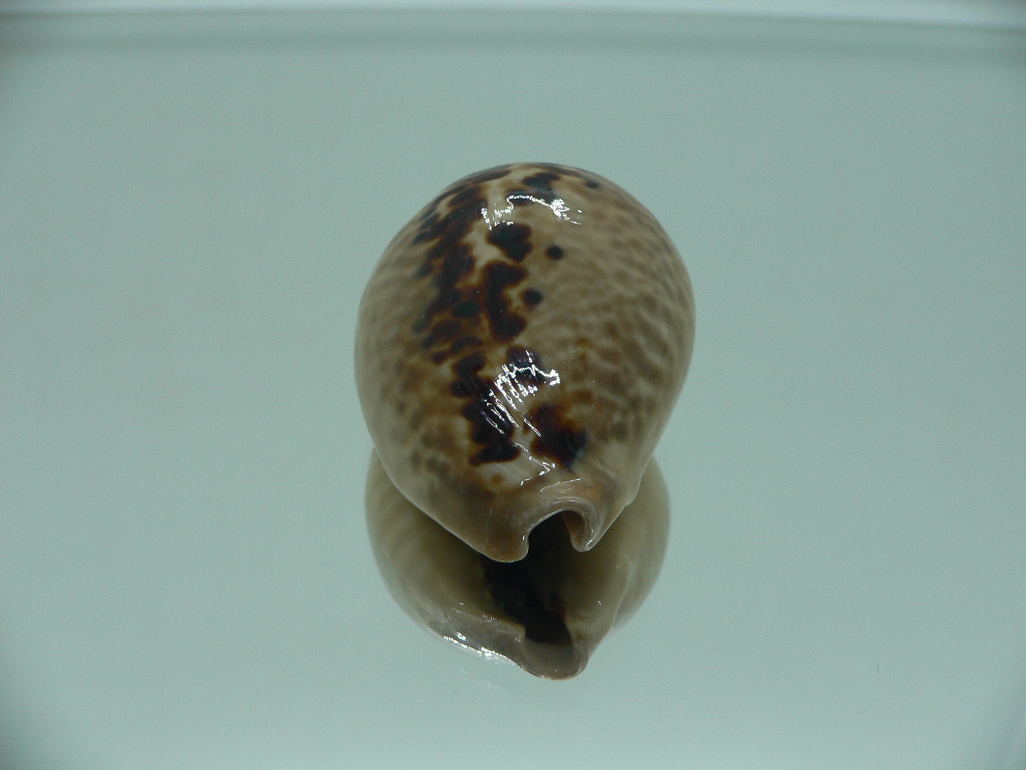 Cypraea mus mus DARK