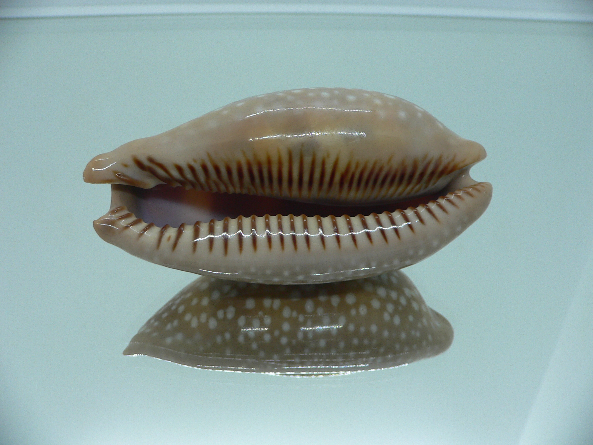 Cypraea cervinetta californica
