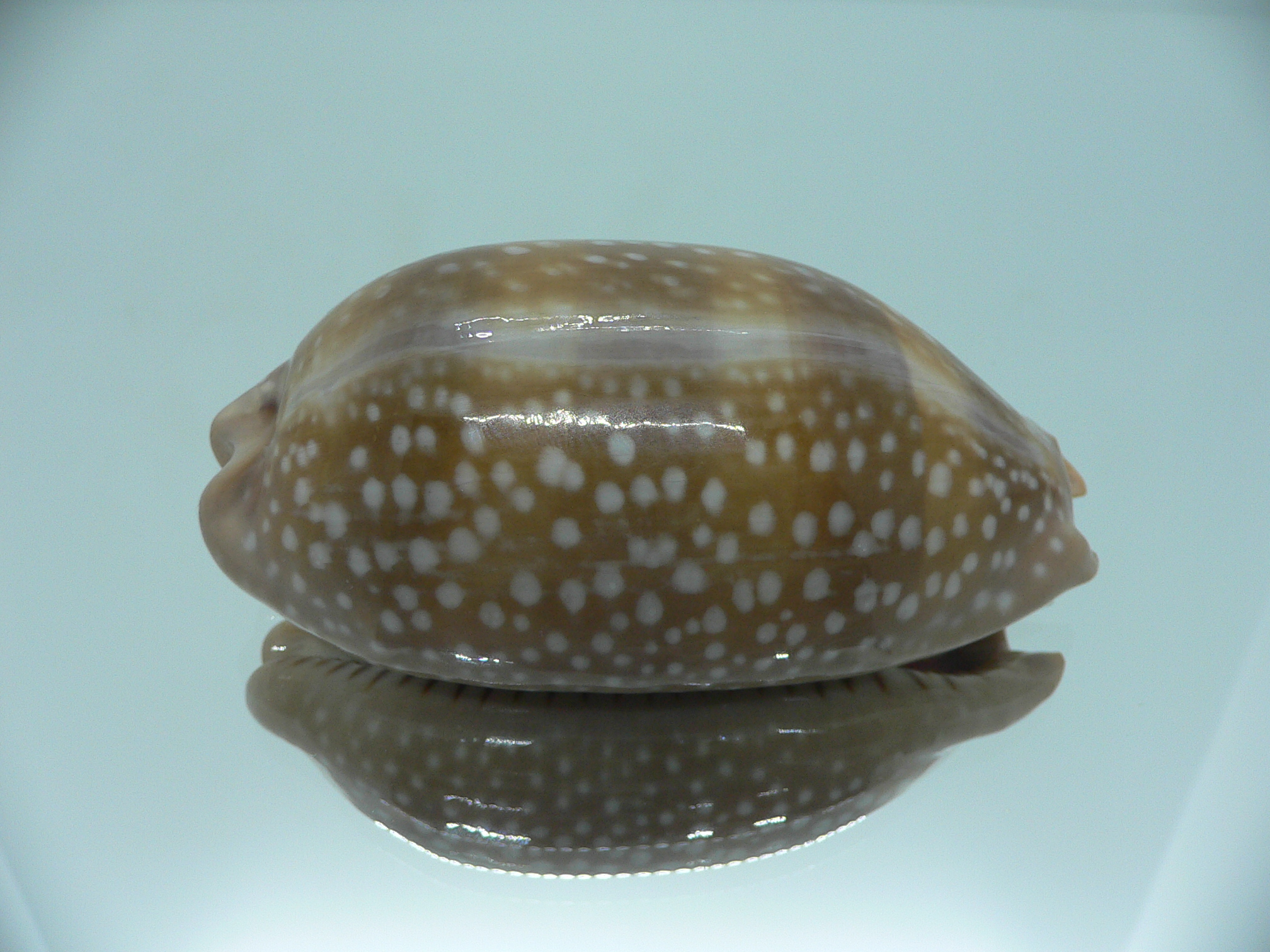 Cypraea cervinetta californica