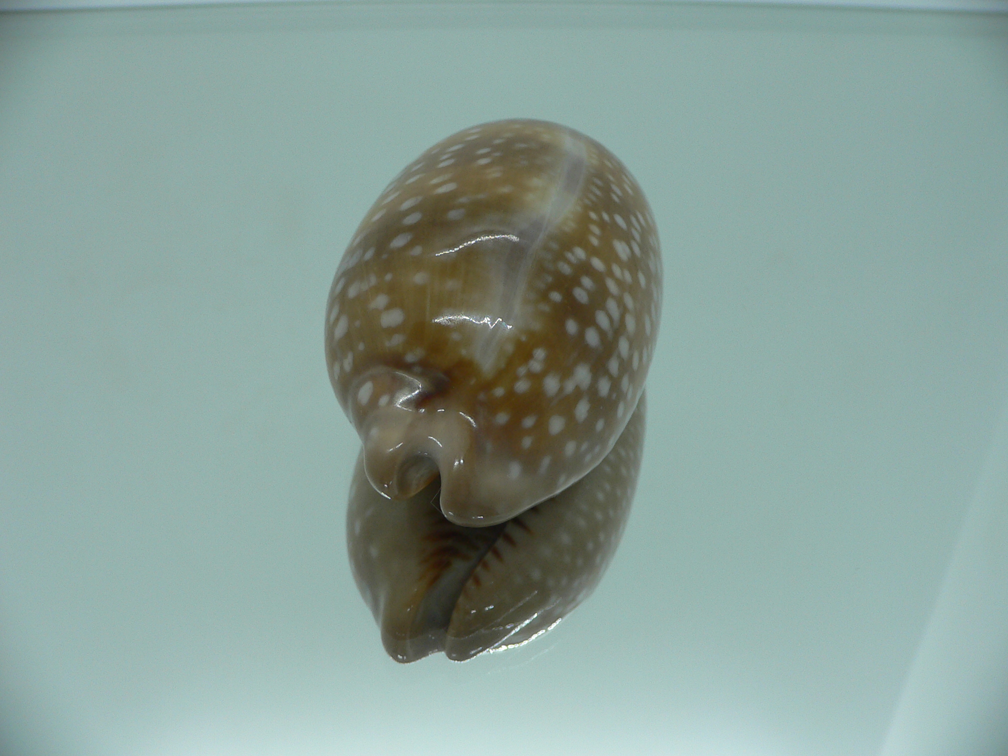Cypraea cervinetta californica