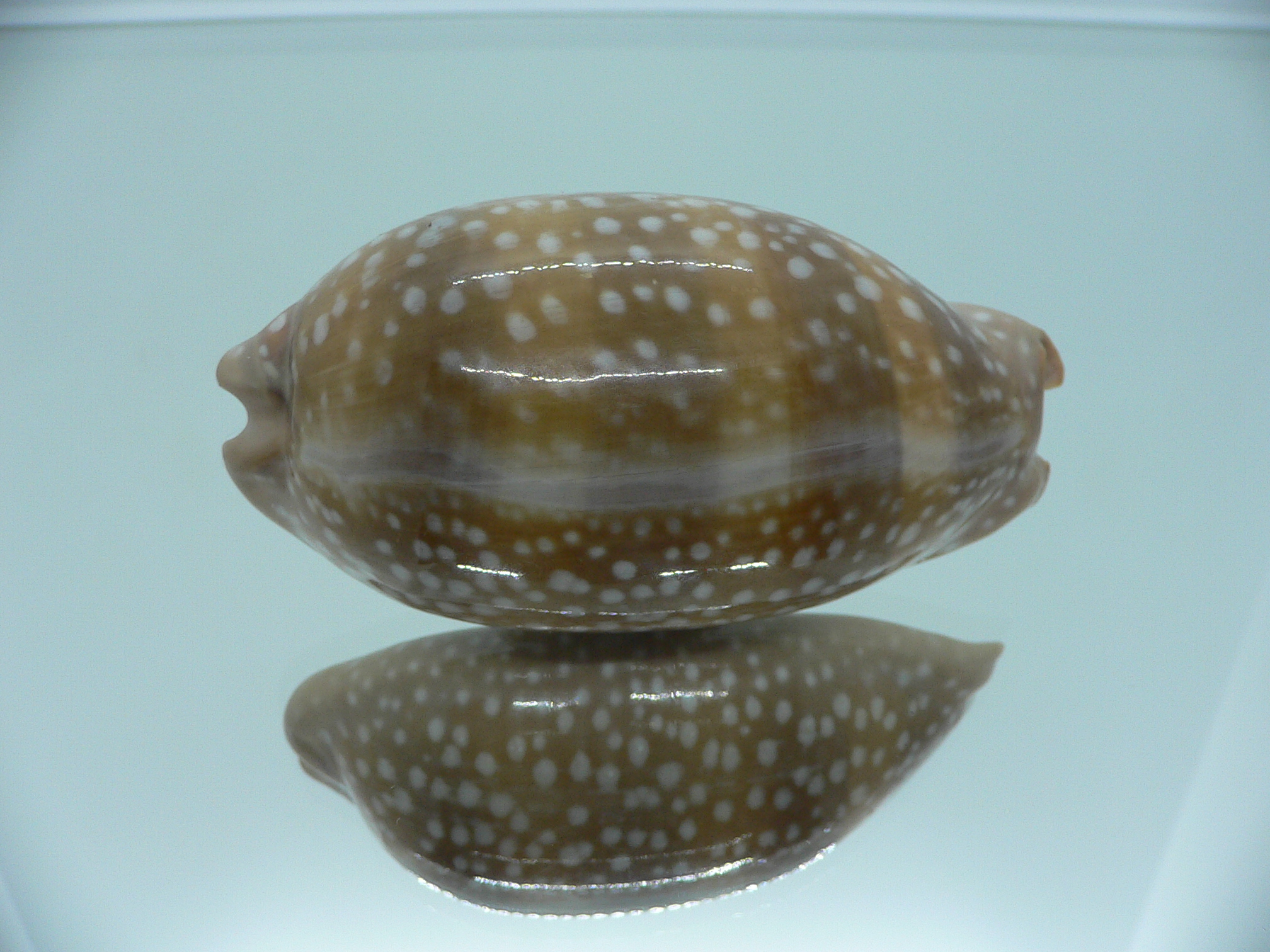 Cypraea cervinetta californica