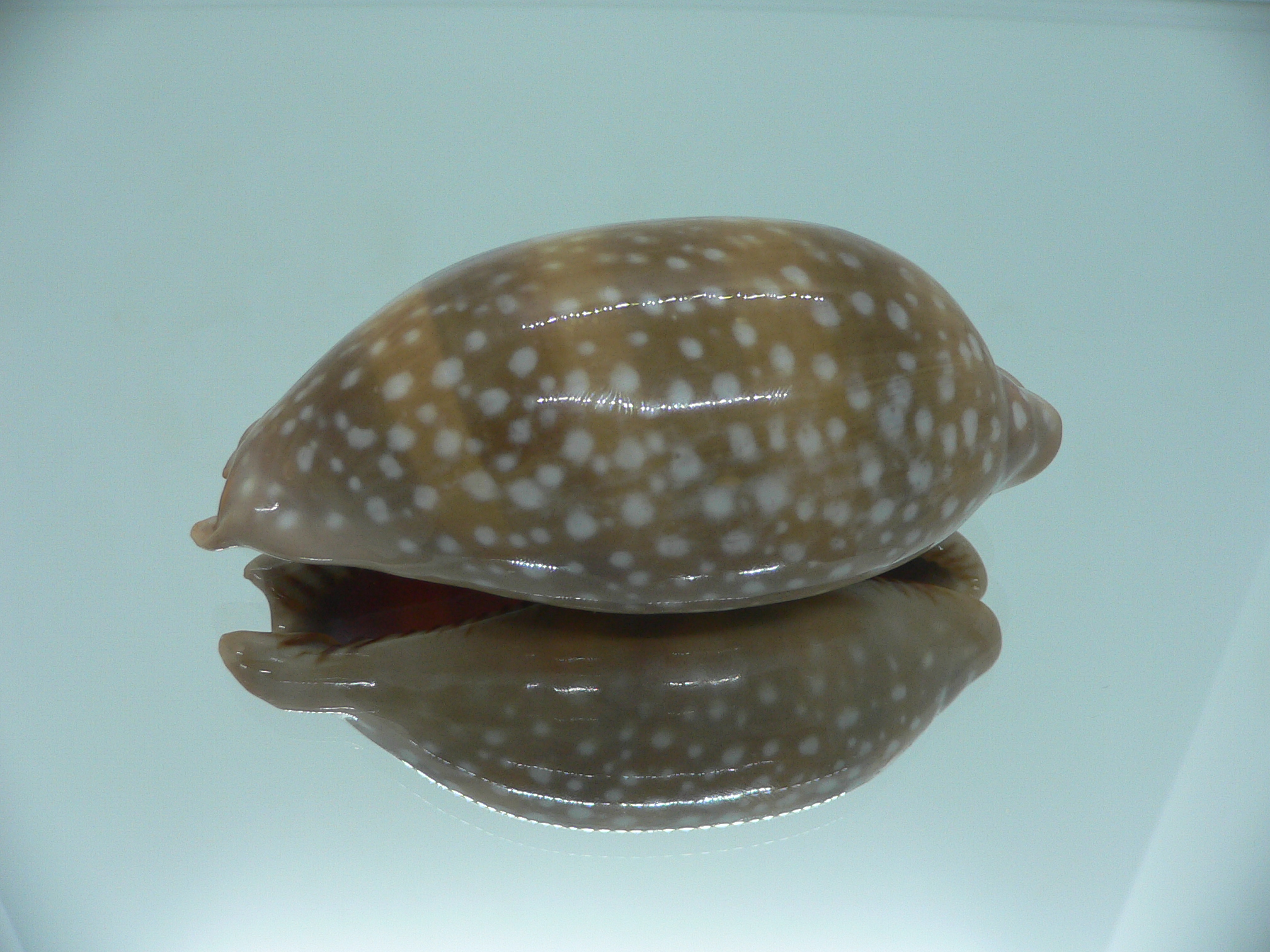 Cypraea cervinetta californica