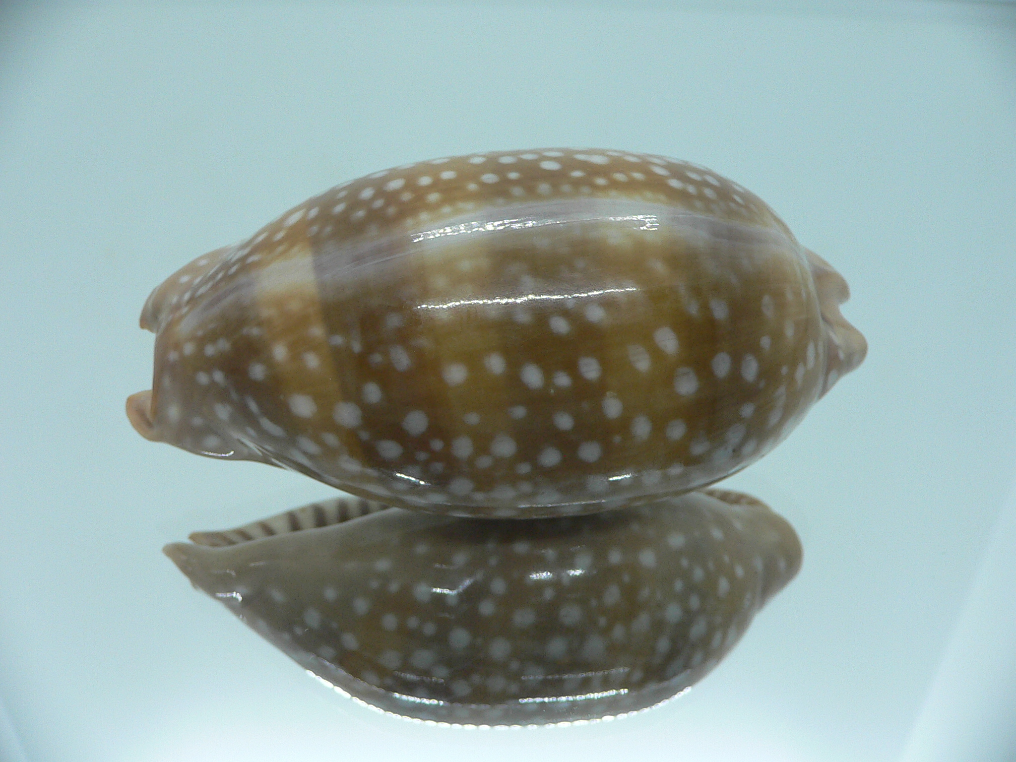 Cypraea cervinetta californica