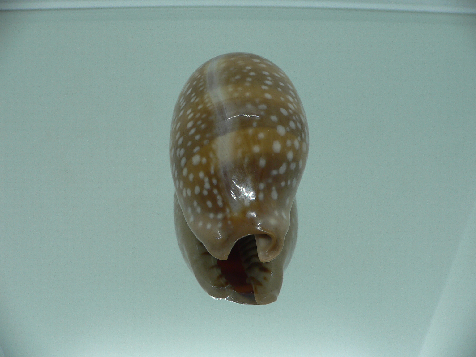 Cypraea cervinetta californica