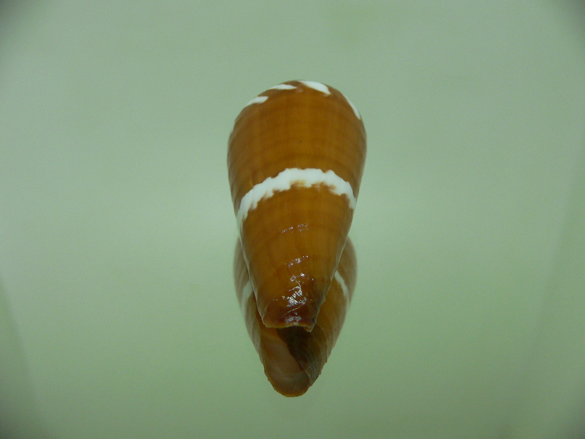 Conus litoglyphus RUSTY