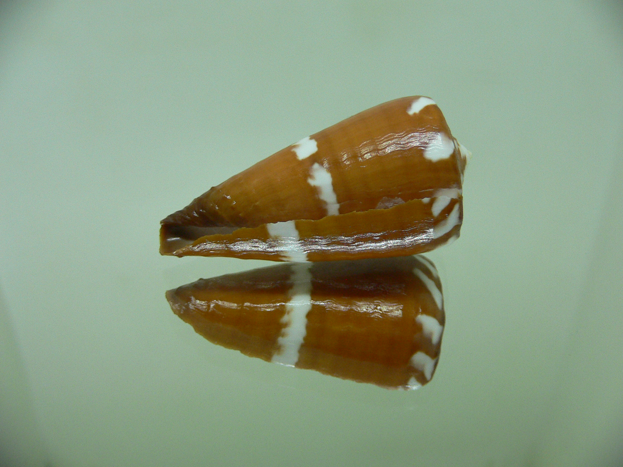 Conus litoglyphus RUSTY