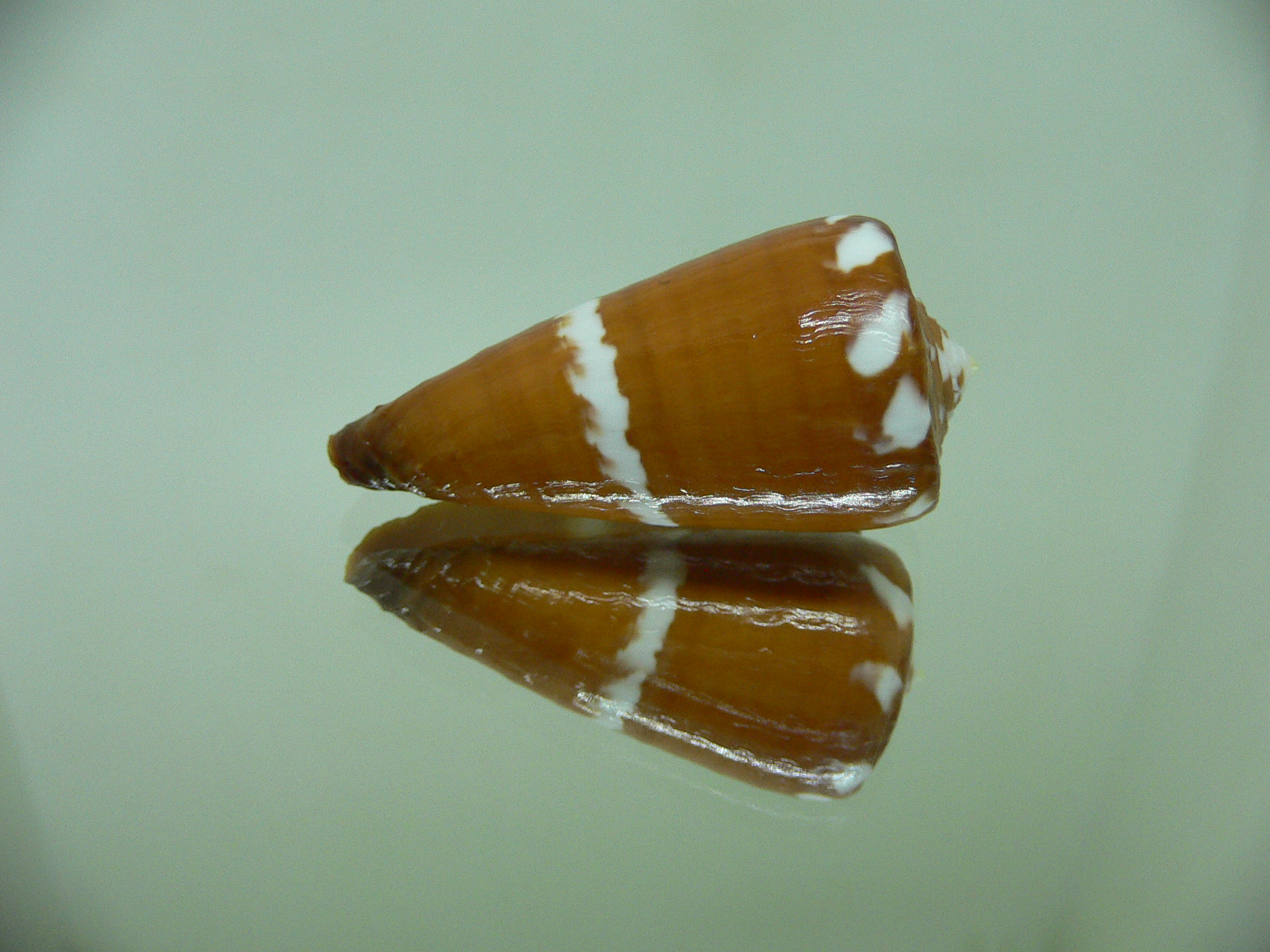 Conus litoglyphus RUSTY