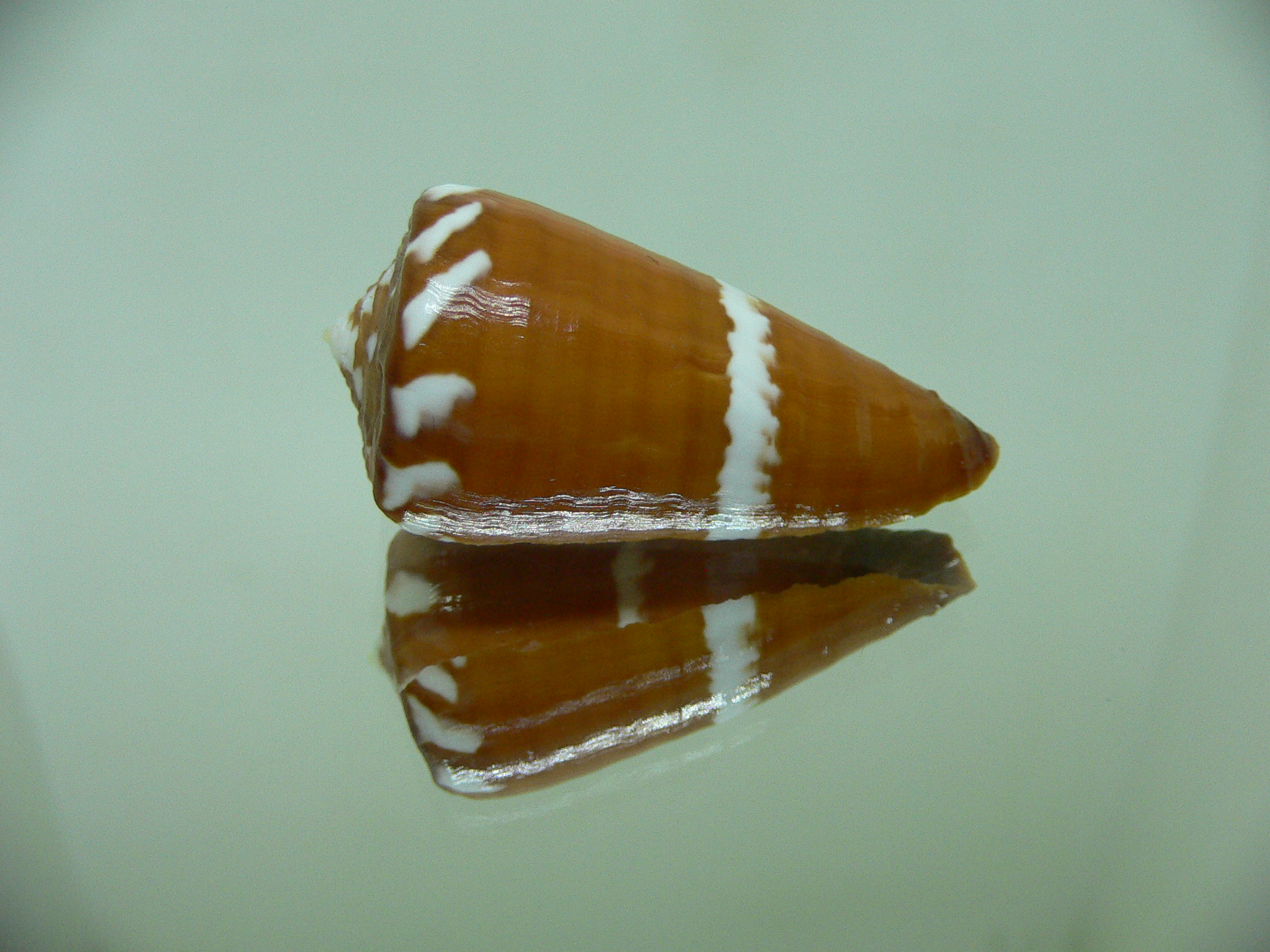 Conus litoglyphus RUSTY