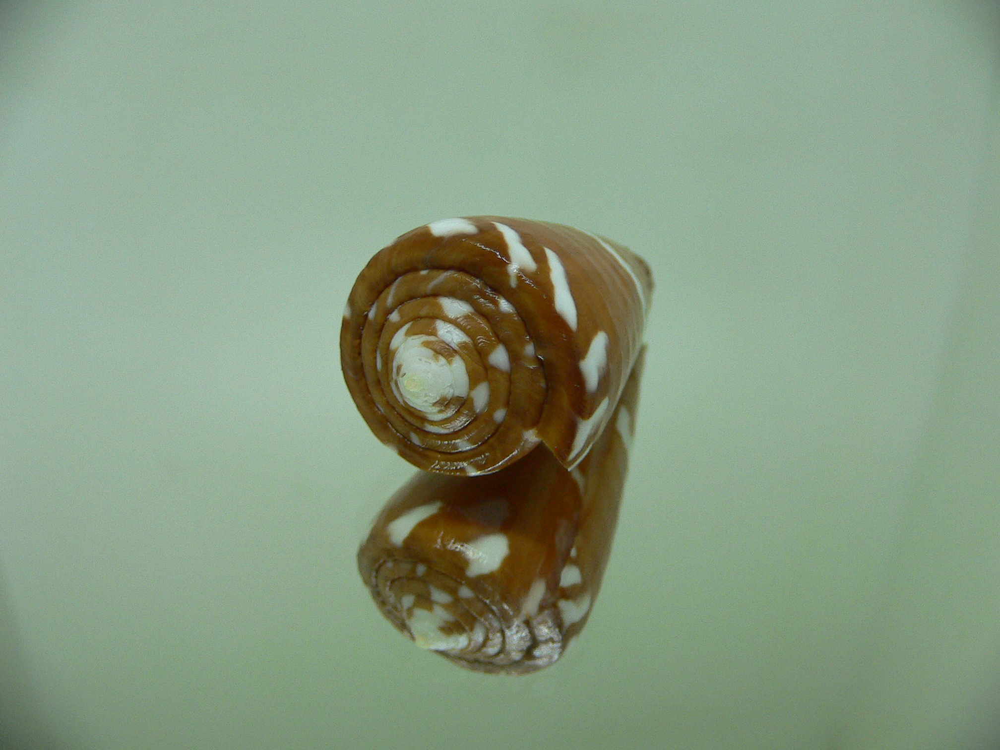 Conus litoglyphus RUSTY