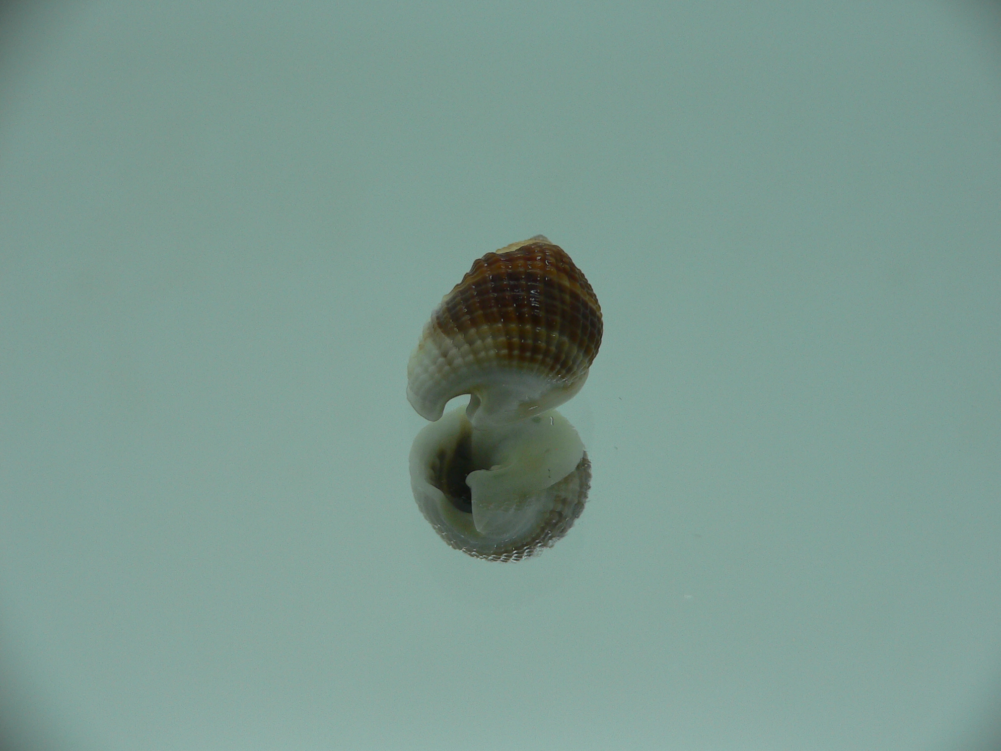 Nassarius elegantissimus BIG & IDEAL
