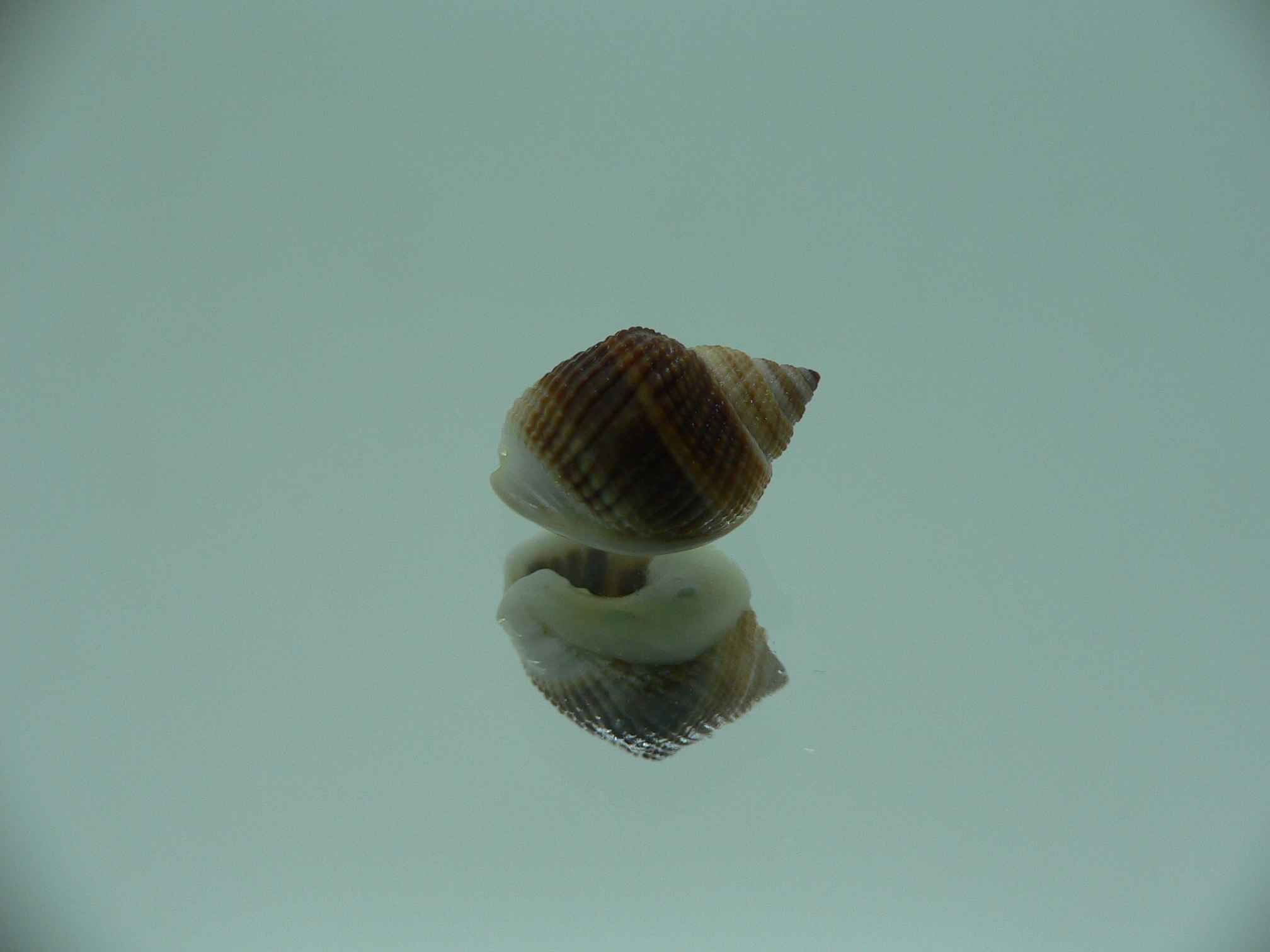 Nassarius elegantissimus BIG & IDEAL
