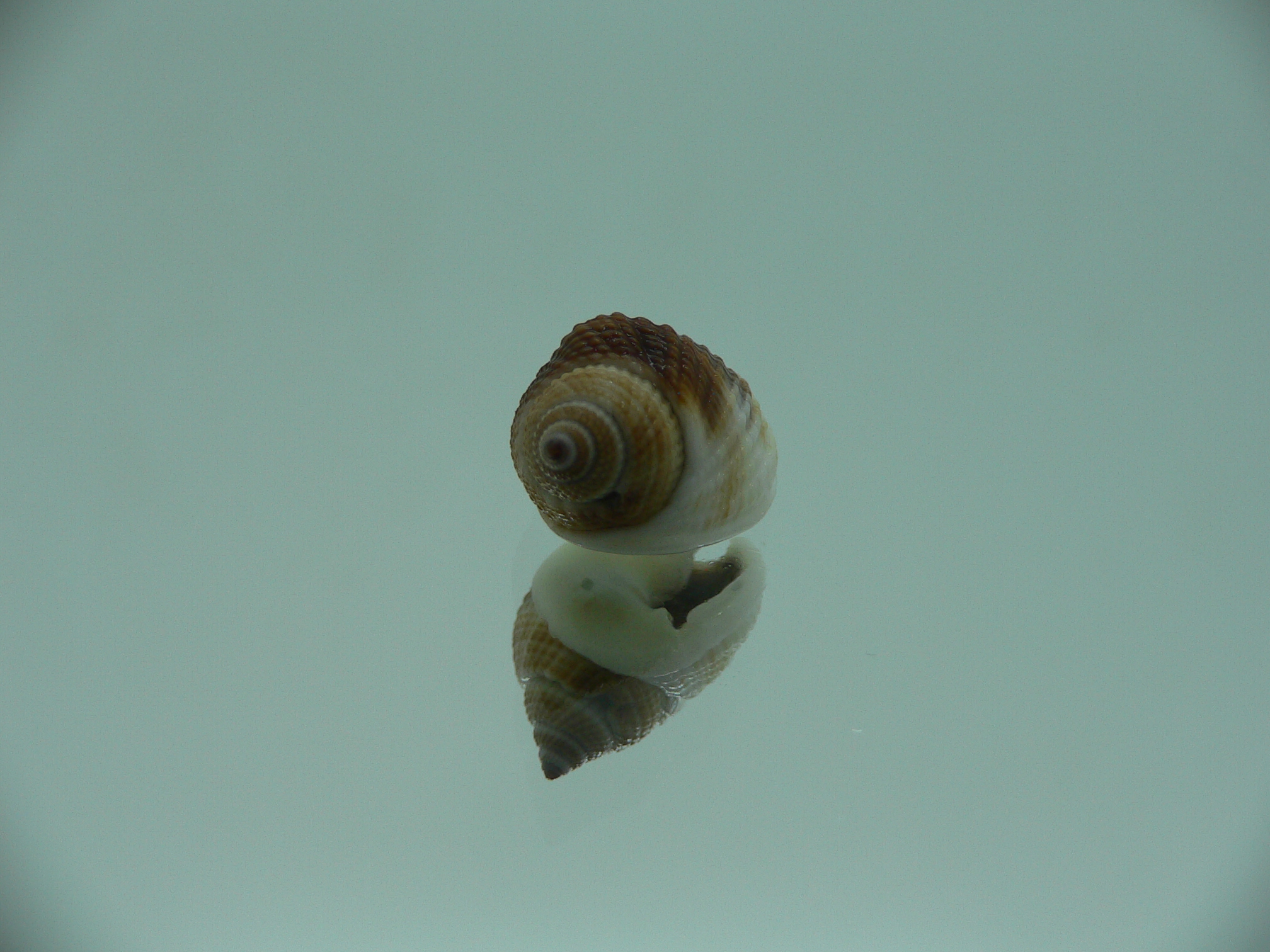 Nassarius elegantissimus BIG & IDEAL
