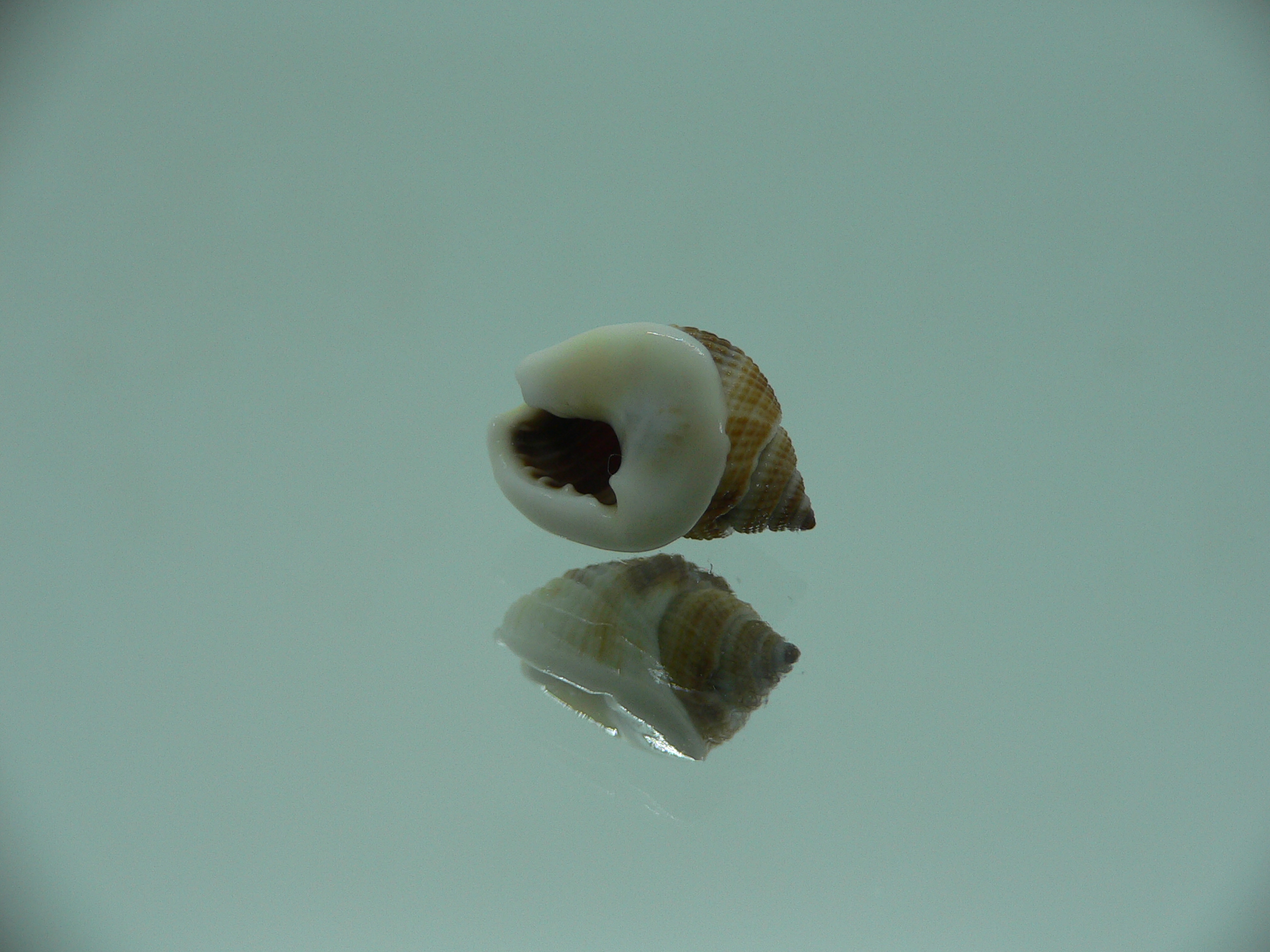 Nassarius elegantissimus BIG & IDEAL