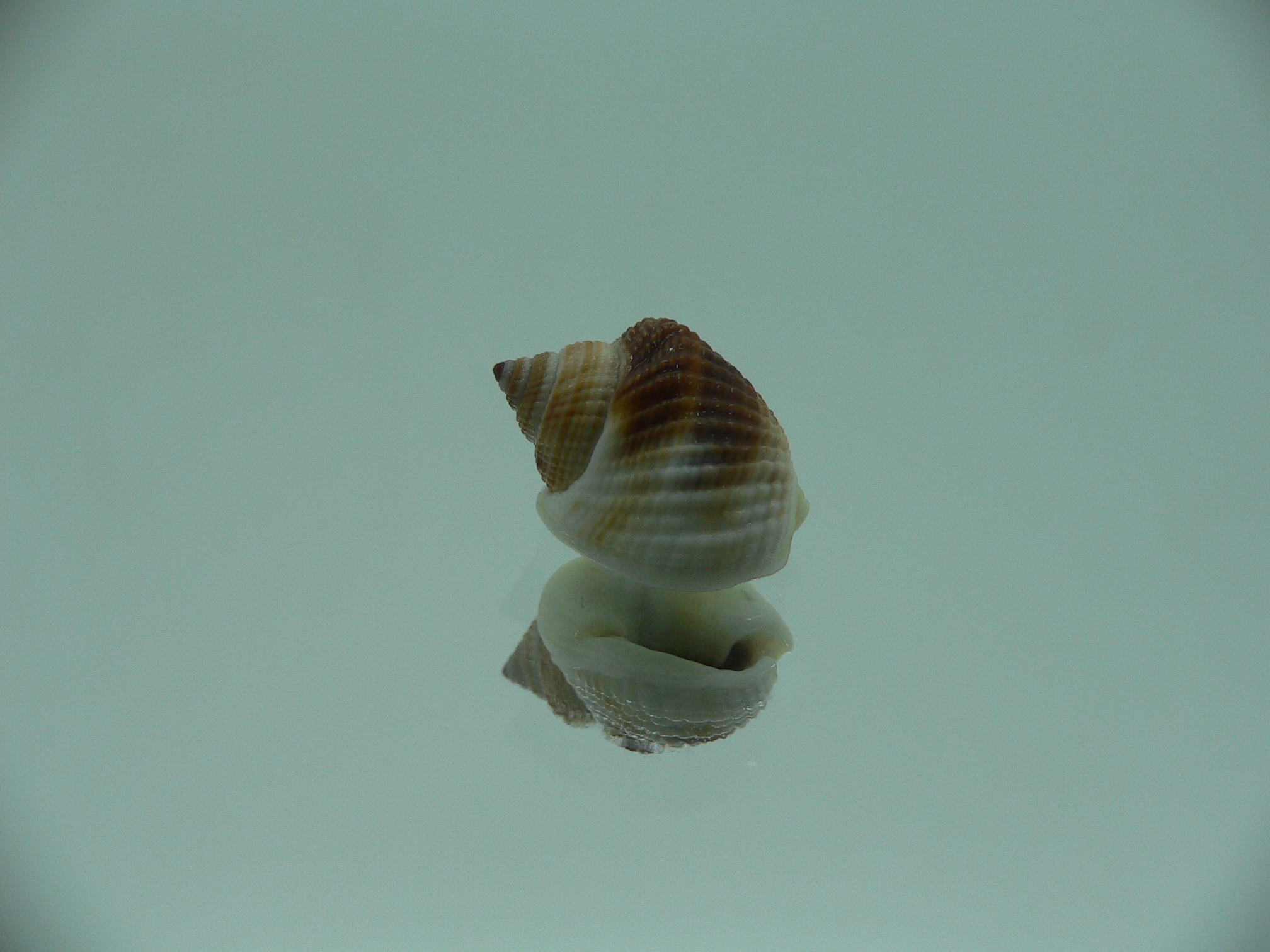Nassarius elegantissimus BIG & IDEAL