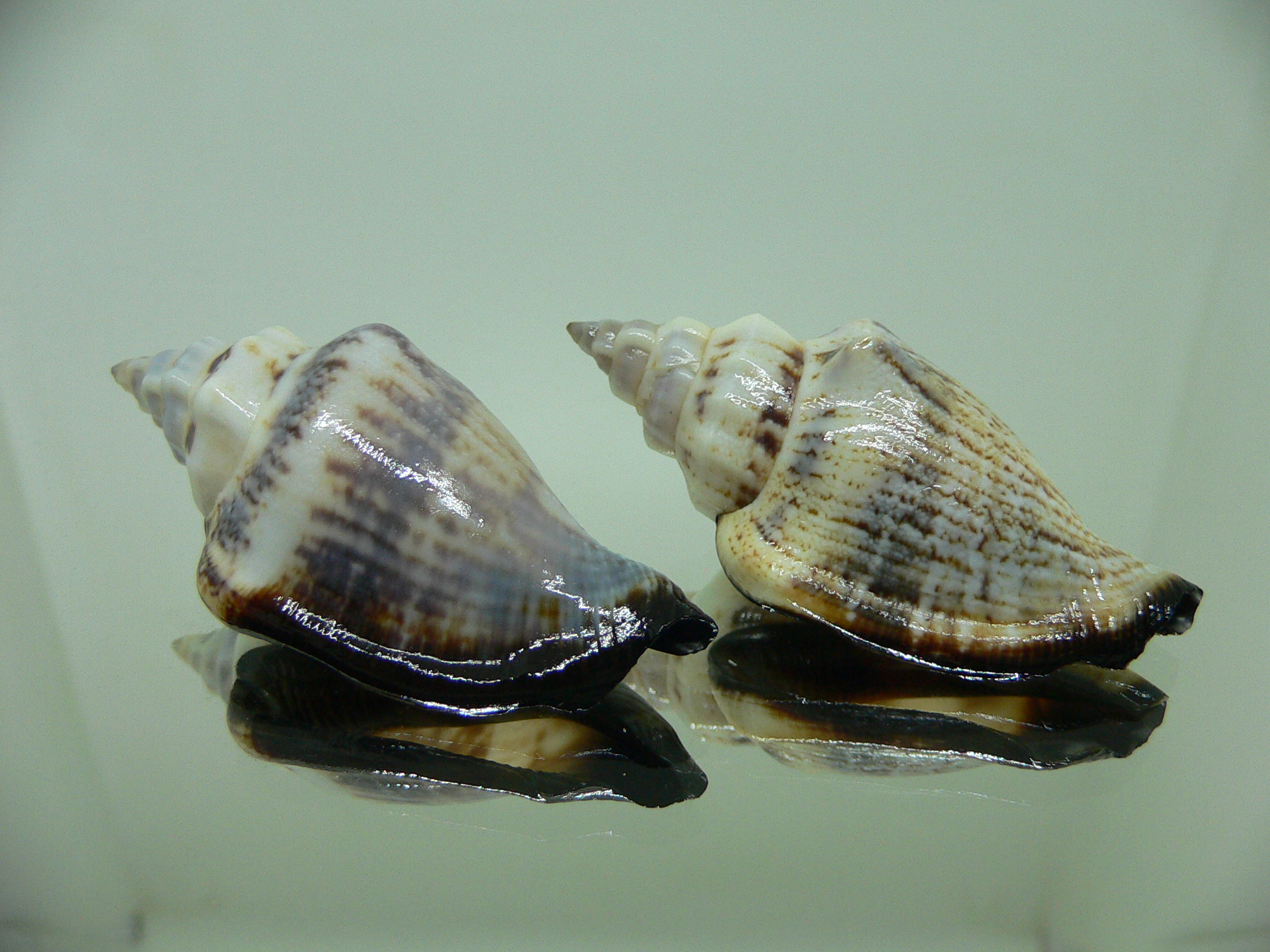 Strombus urceus ustulatum (var.) (пара) 5