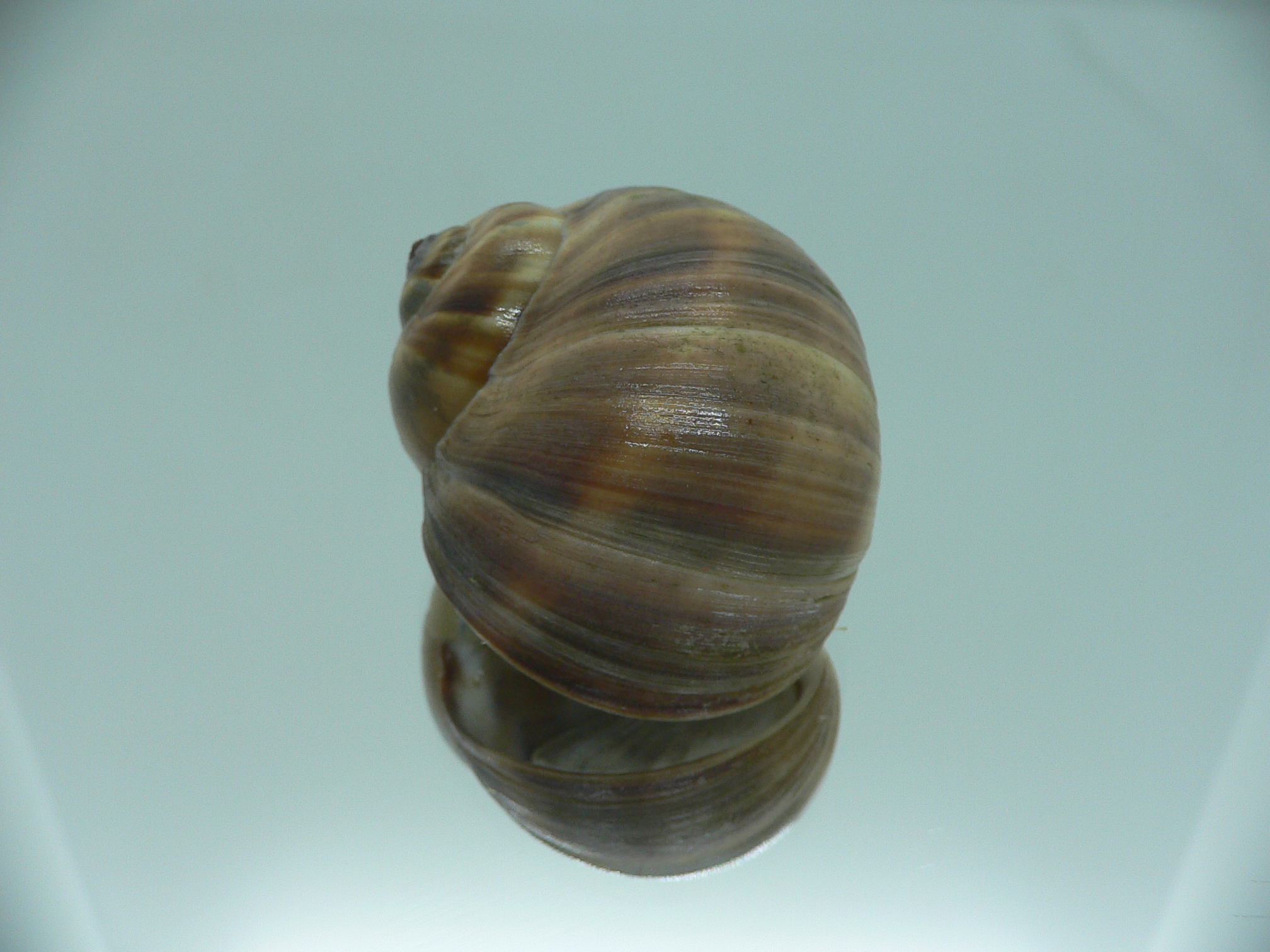Cryptonatica janthostoma BIG & COLOR
