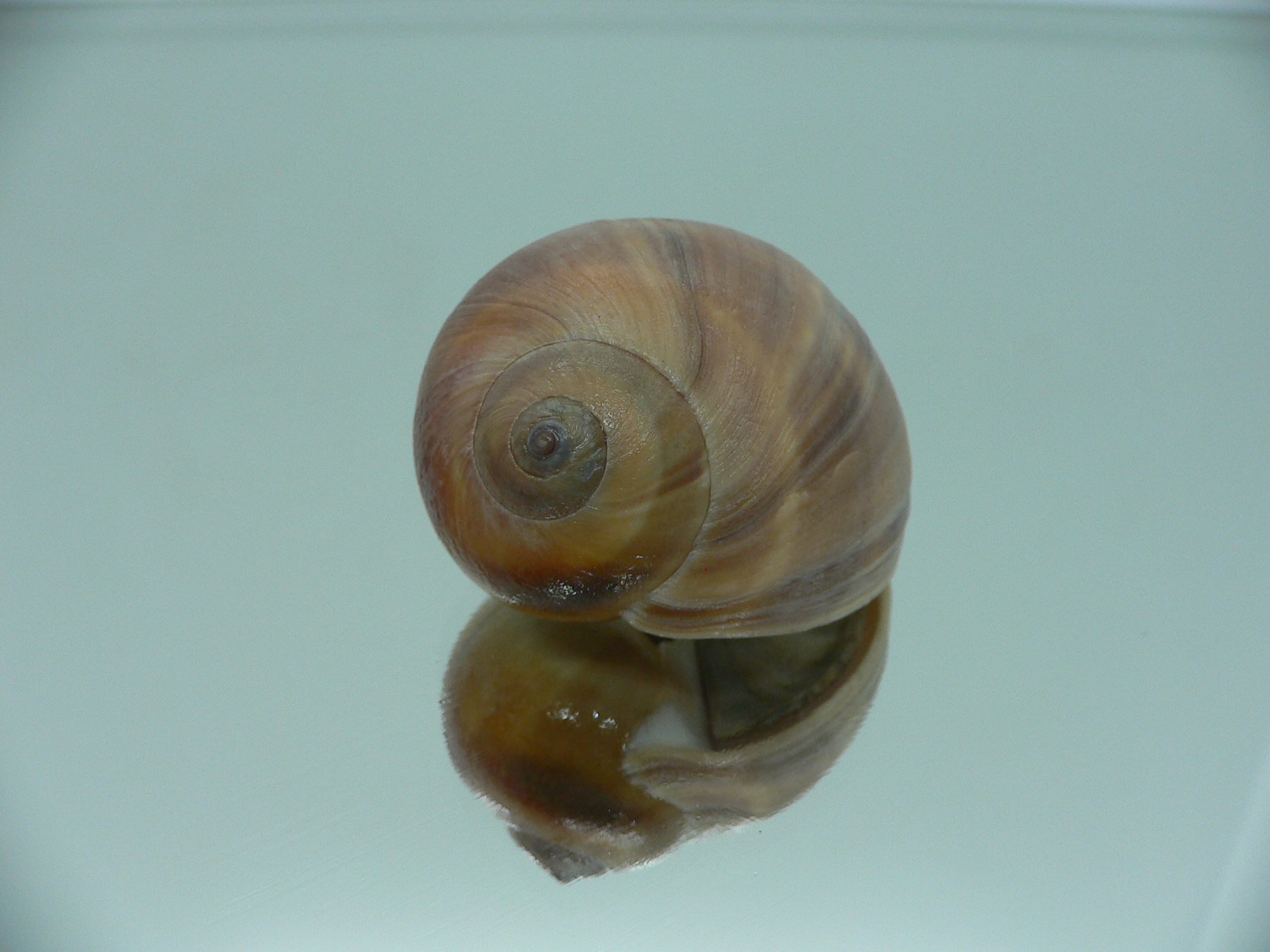 Cryptonatica janthostoma GLOBOSE