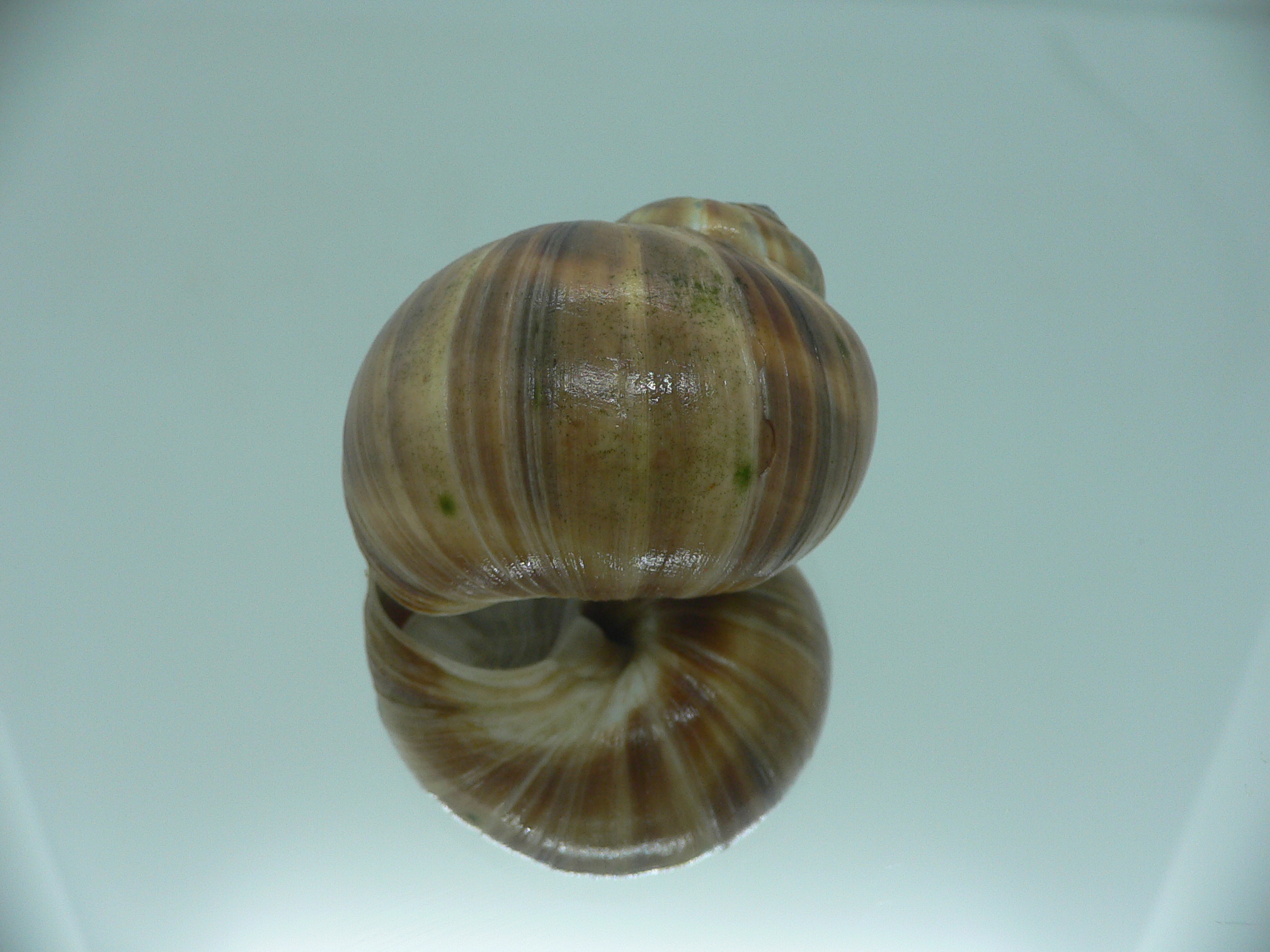Cryptonatica janthostoma BIG & COLOR