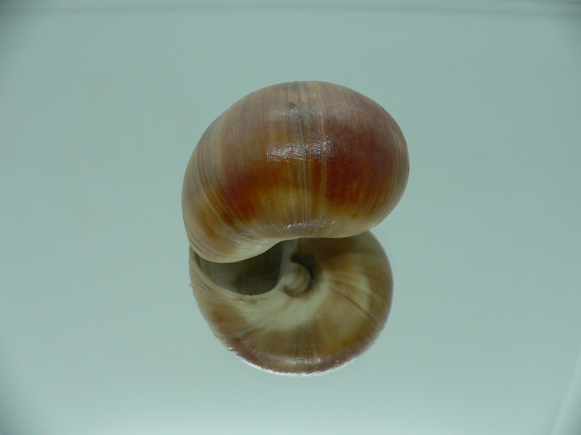 Cryptonatica janthostoma GLOBOSE