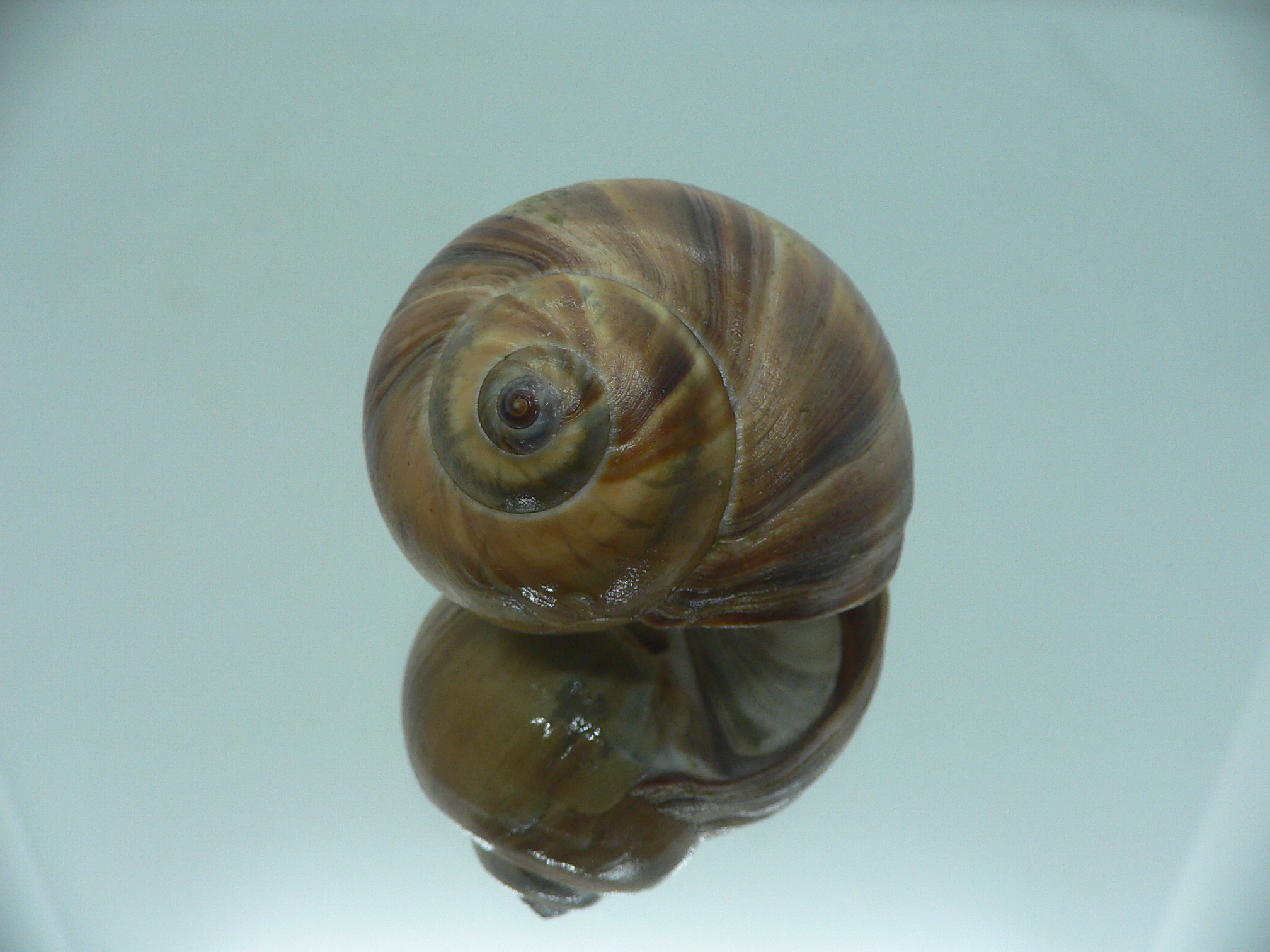 Cryptonatica janthostoma BIG & COLOR