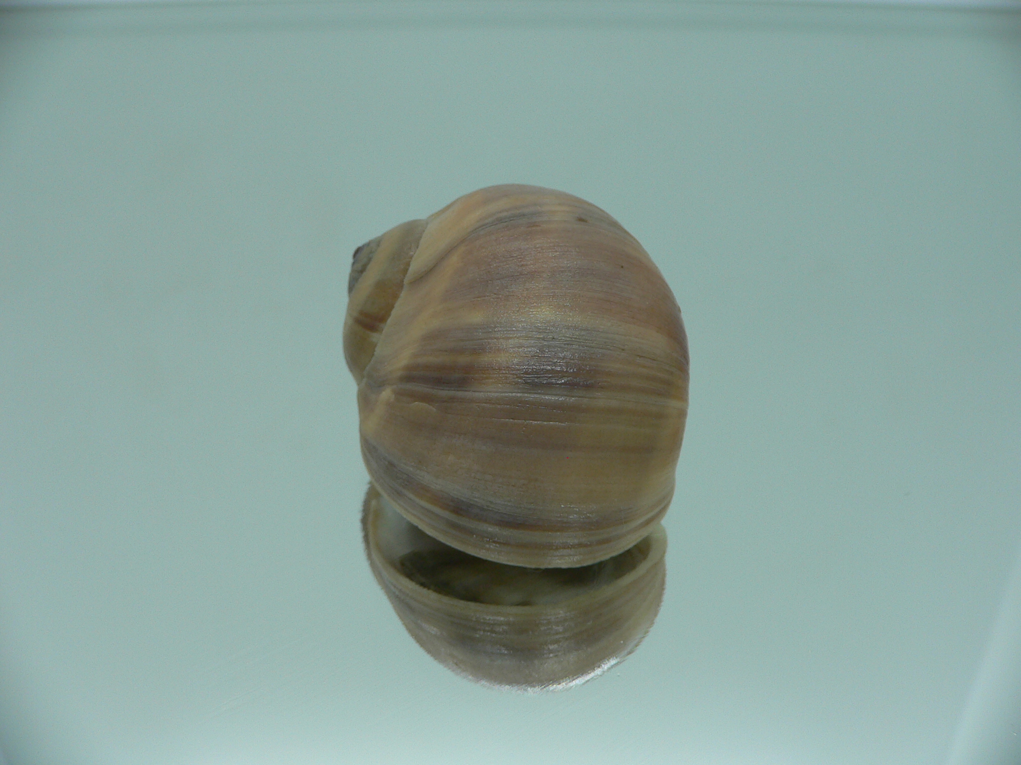 Cryptonatica janthostoma GLOBOSE