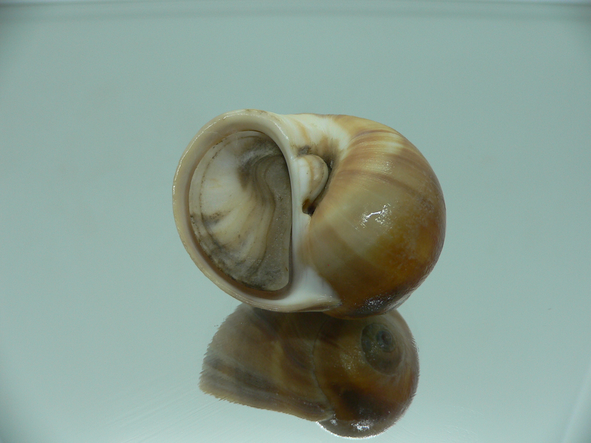 Cryptonatica janthostoma GLOBOSE