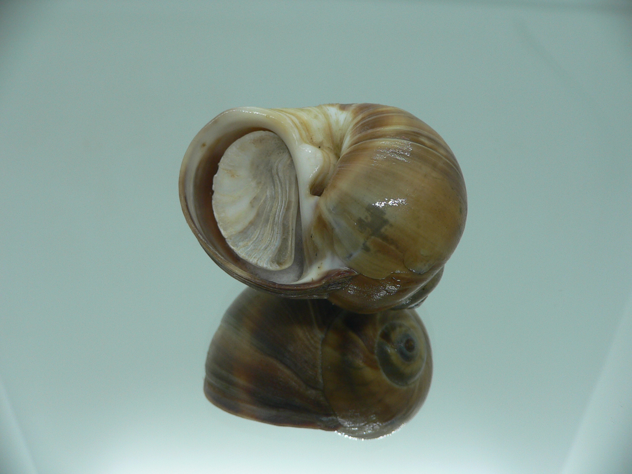 Cryptonatica janthostoma BIG & COLOR