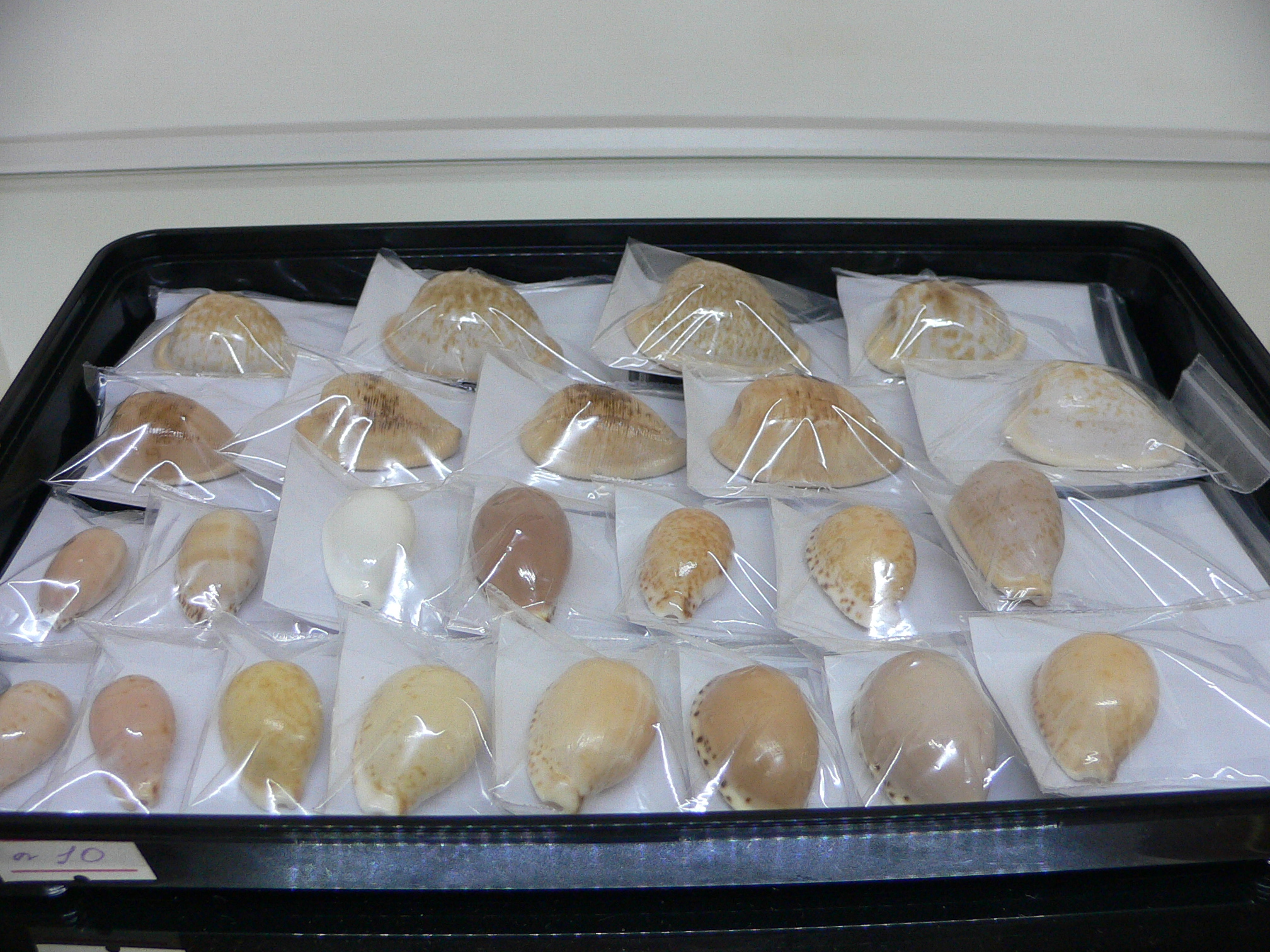 Cypraea tessellata ENDEMIC