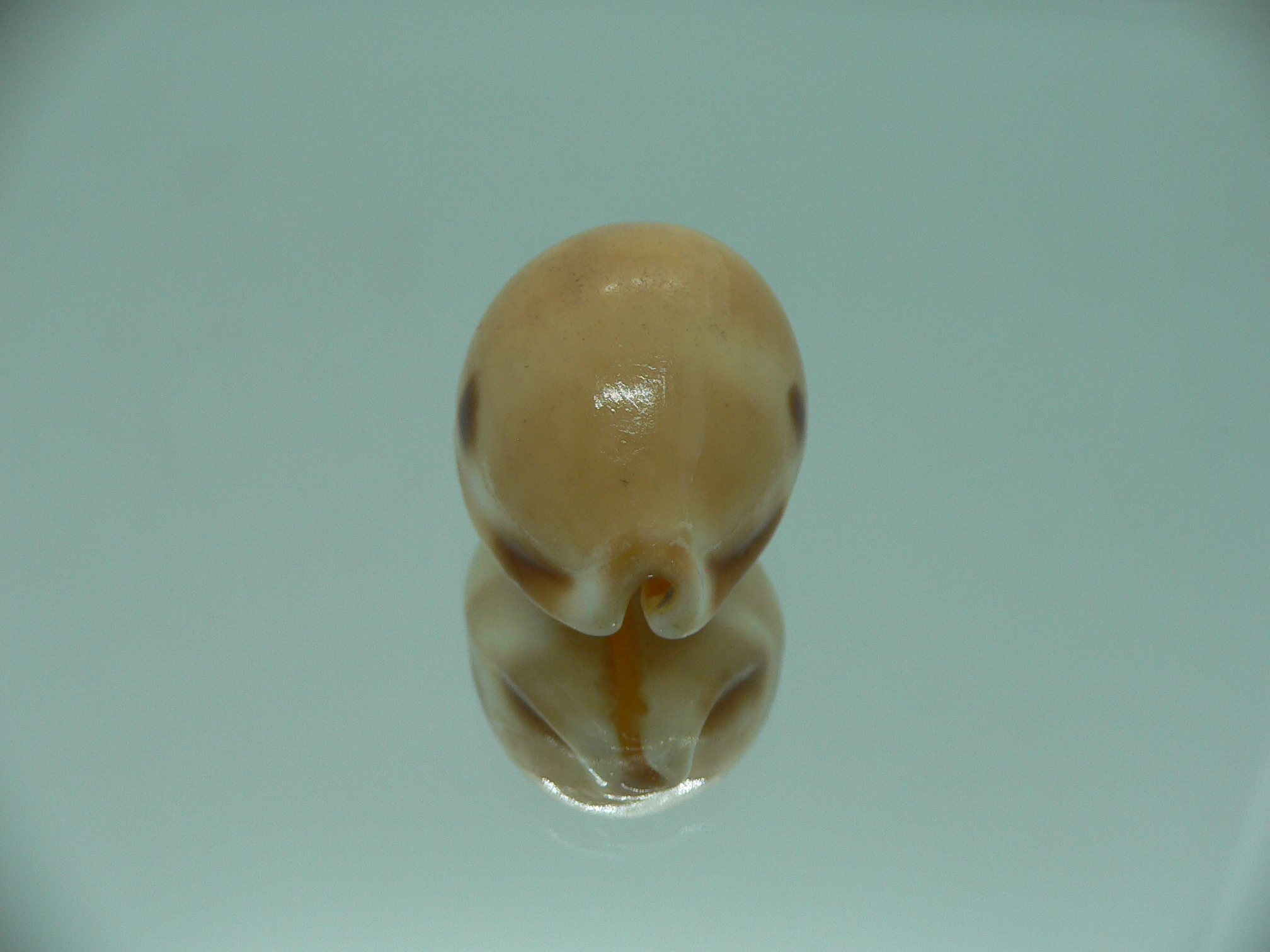 Cypraea tessellata ENDEMIC