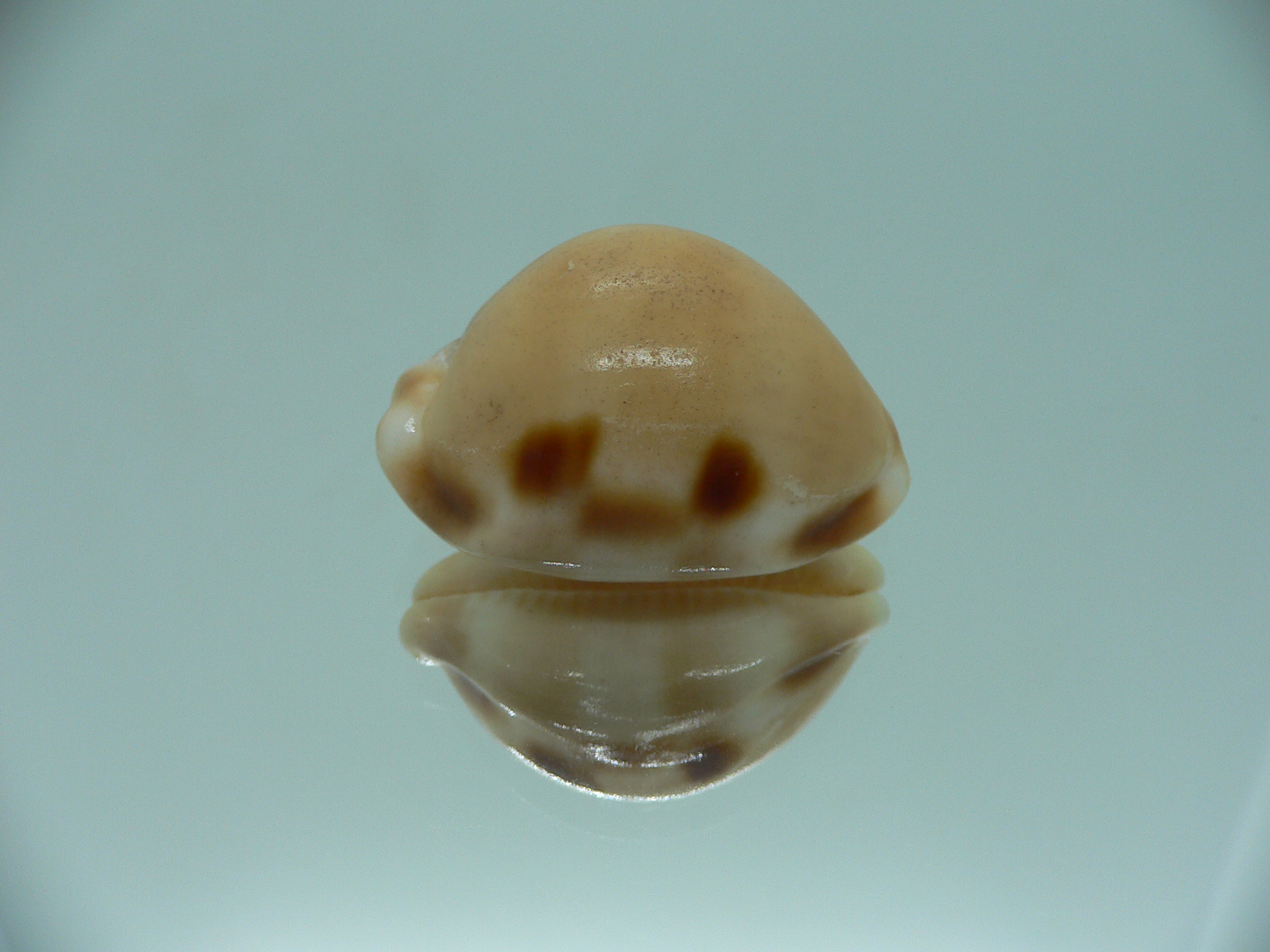 Cypraea tessellata ENDEMIC