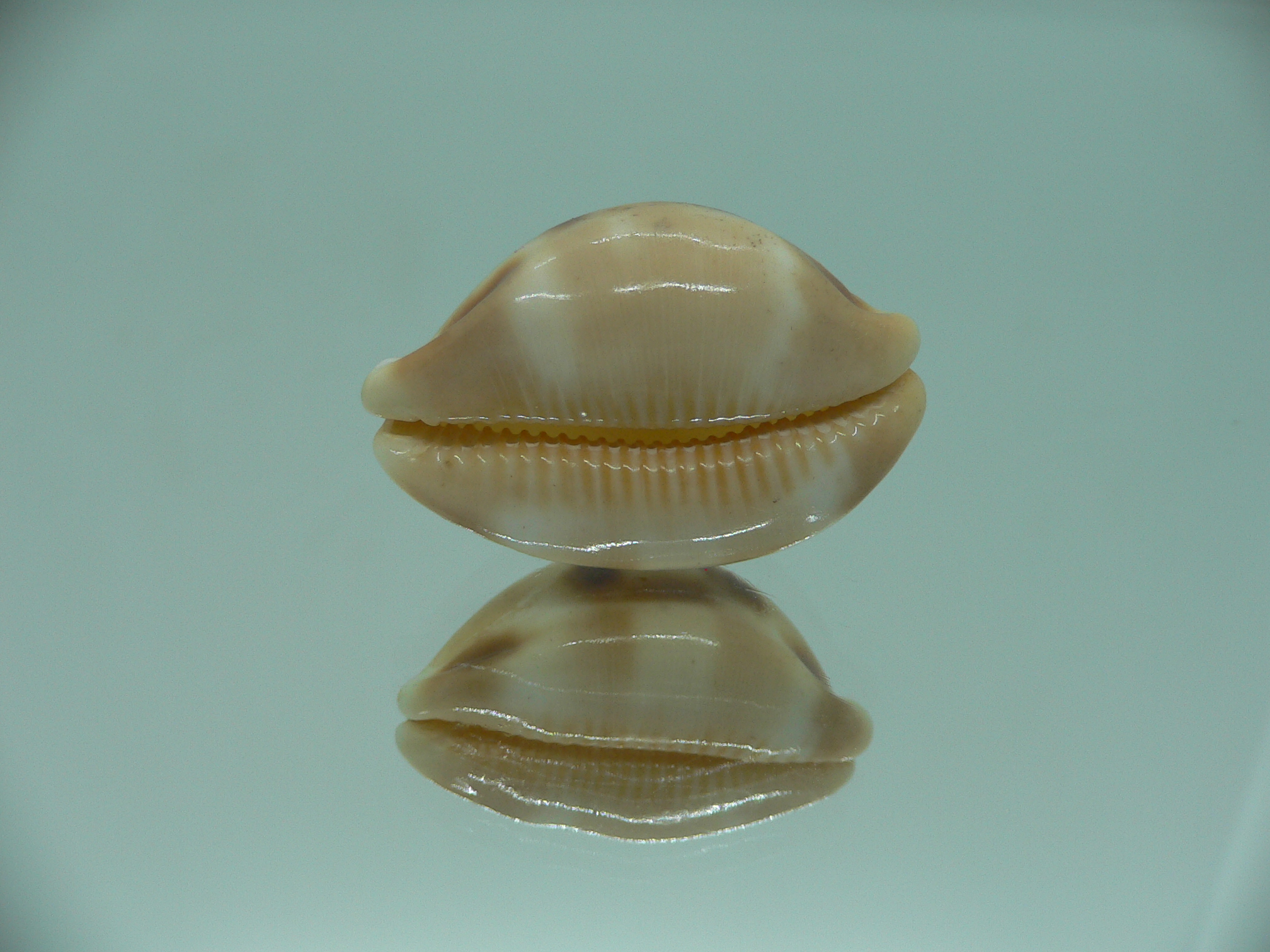 Cypraea tessellata ENDEMIC