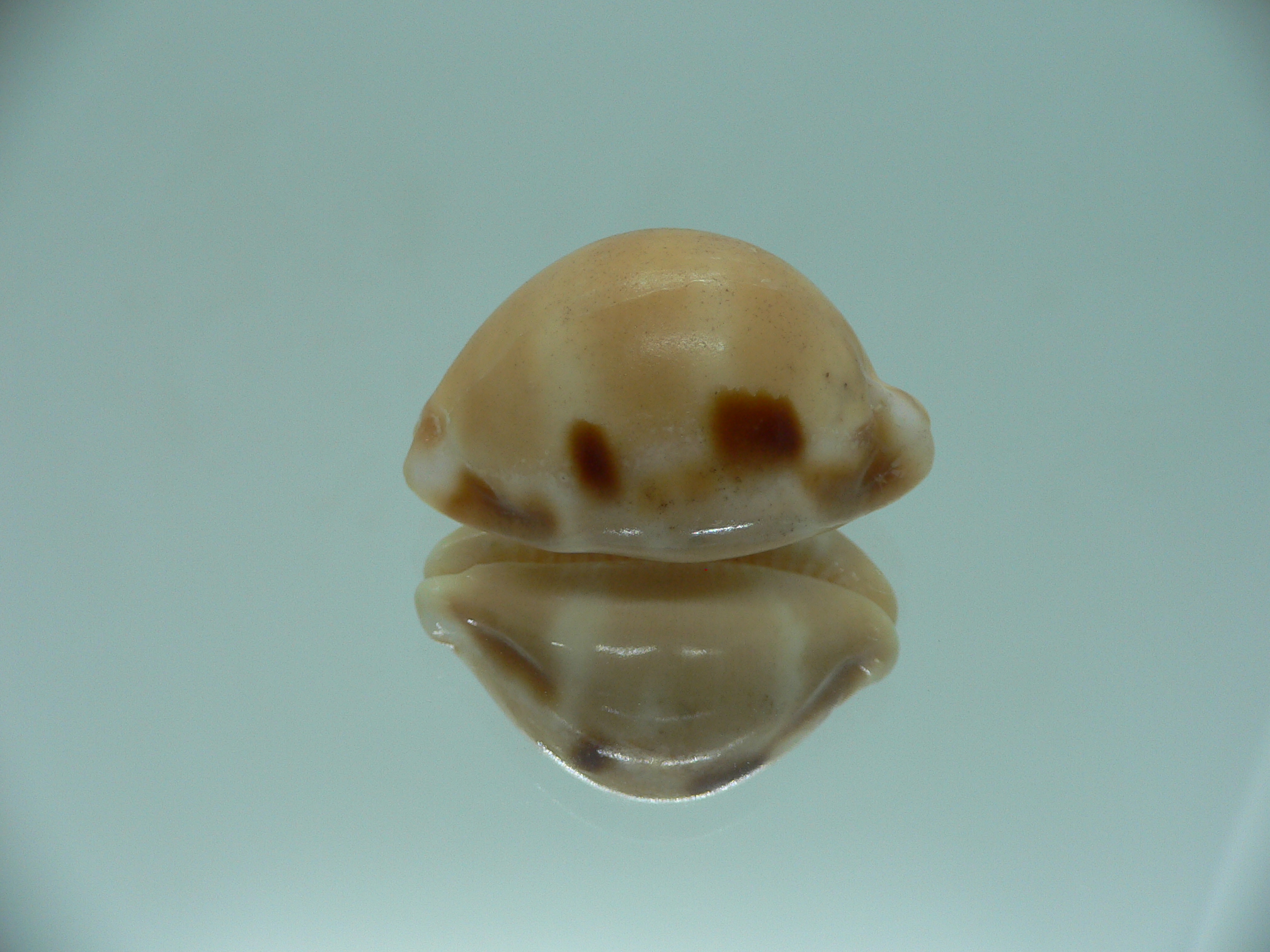 Cypraea tessellata ENDEMIC