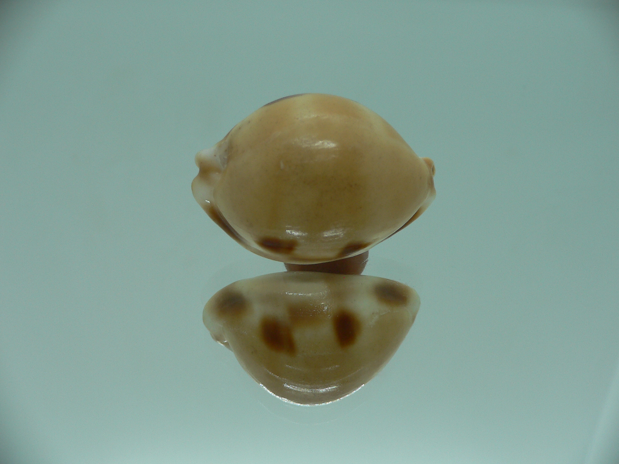 Cypraea tessellata ENDEMIC