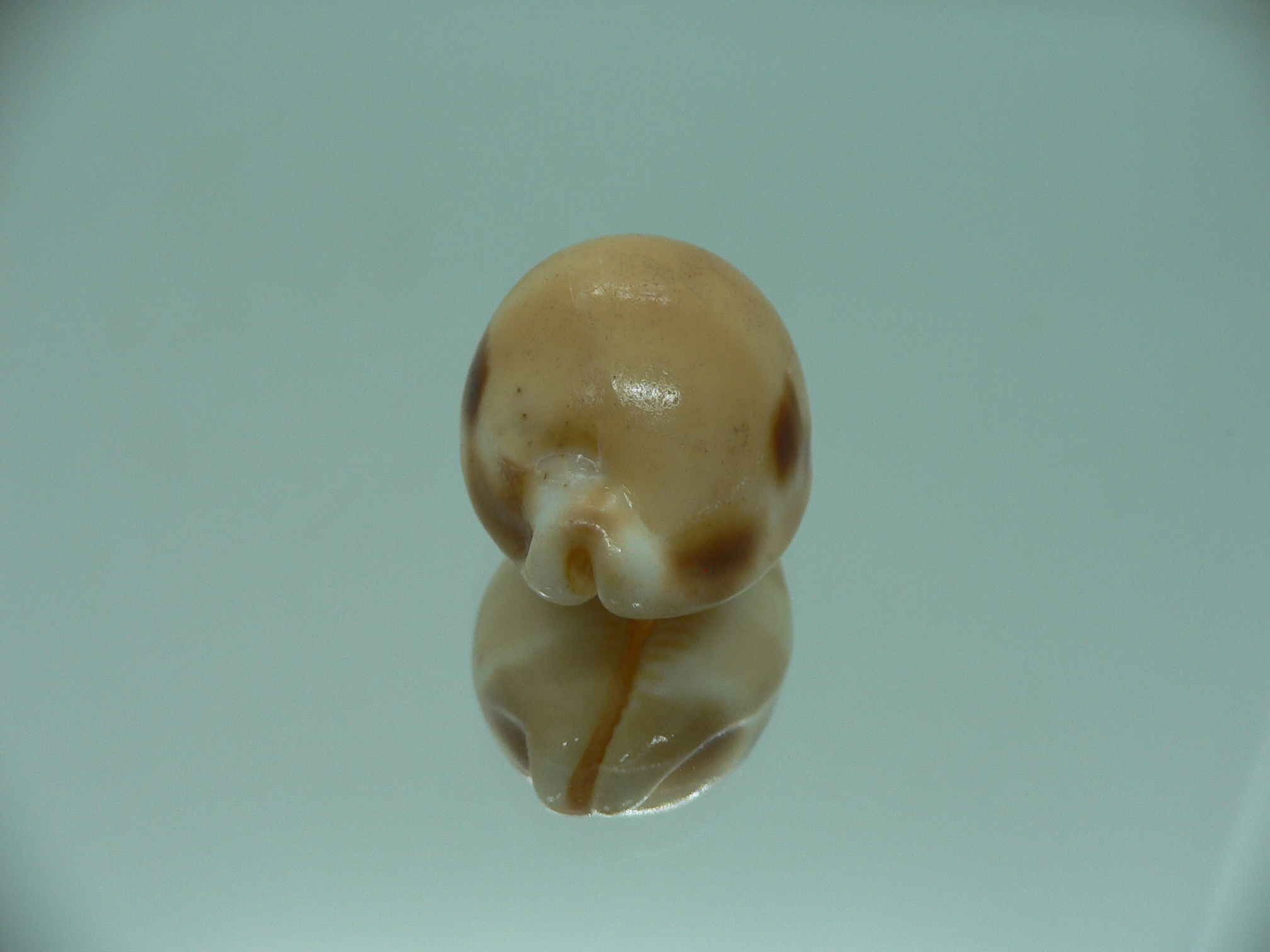 Cypraea tessellata ENDEMIC