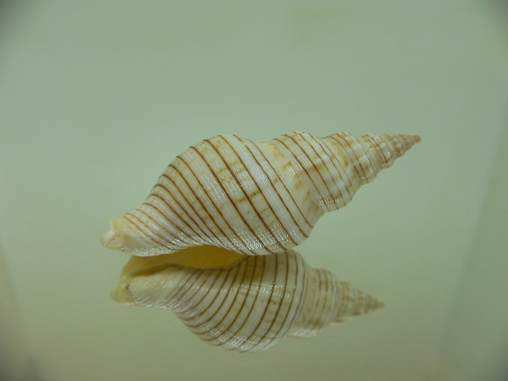 Siphonalia spadicea spadicea