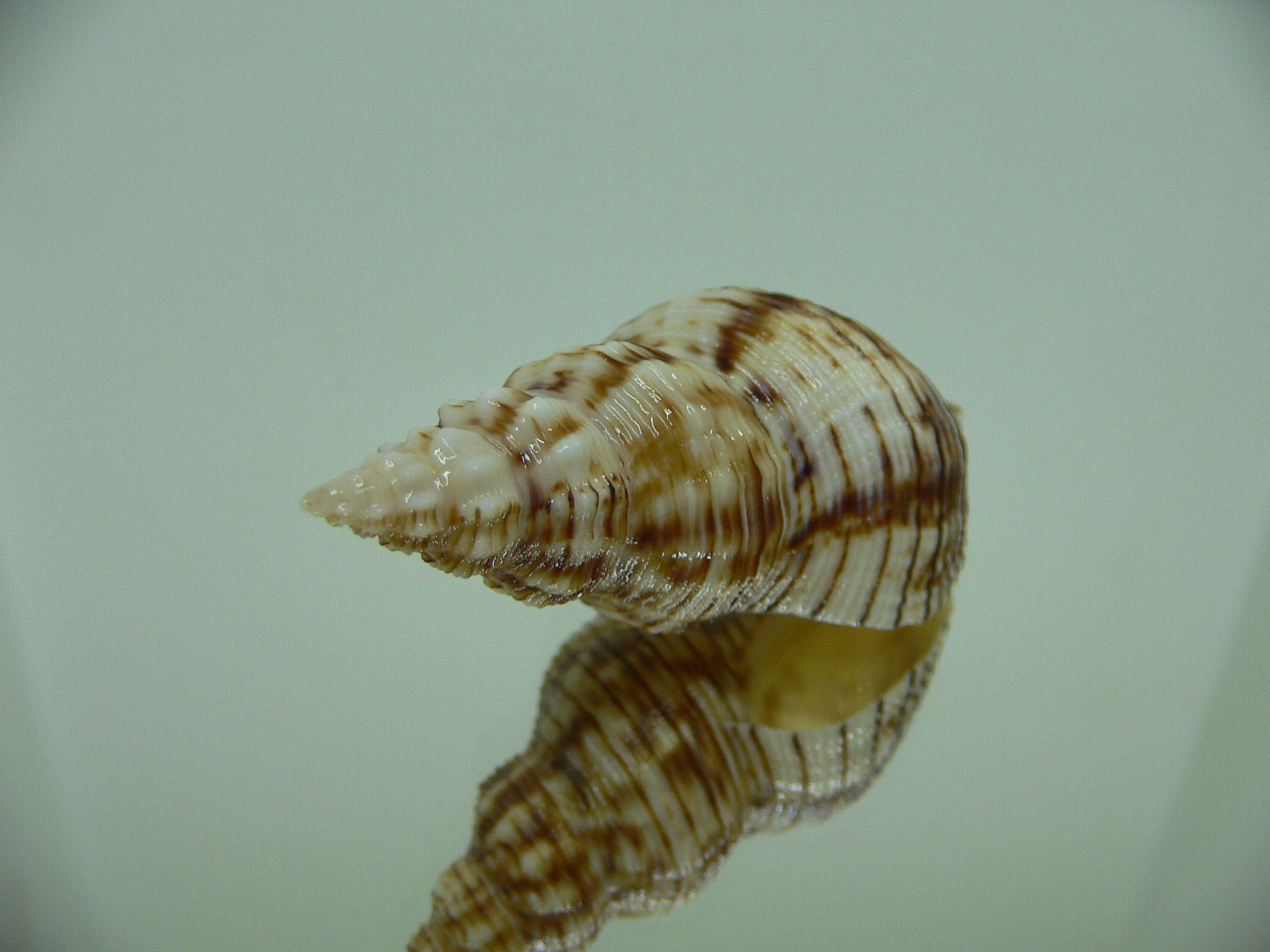 Siphonalia spadicea spadicea