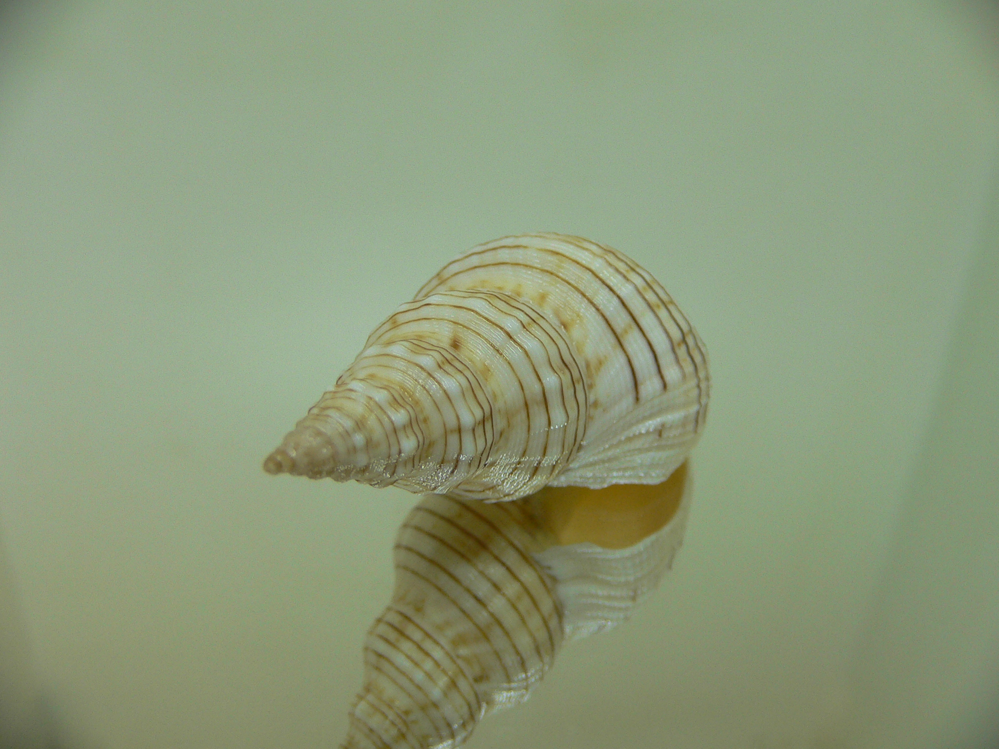 Siphonalia spadicea spadicea