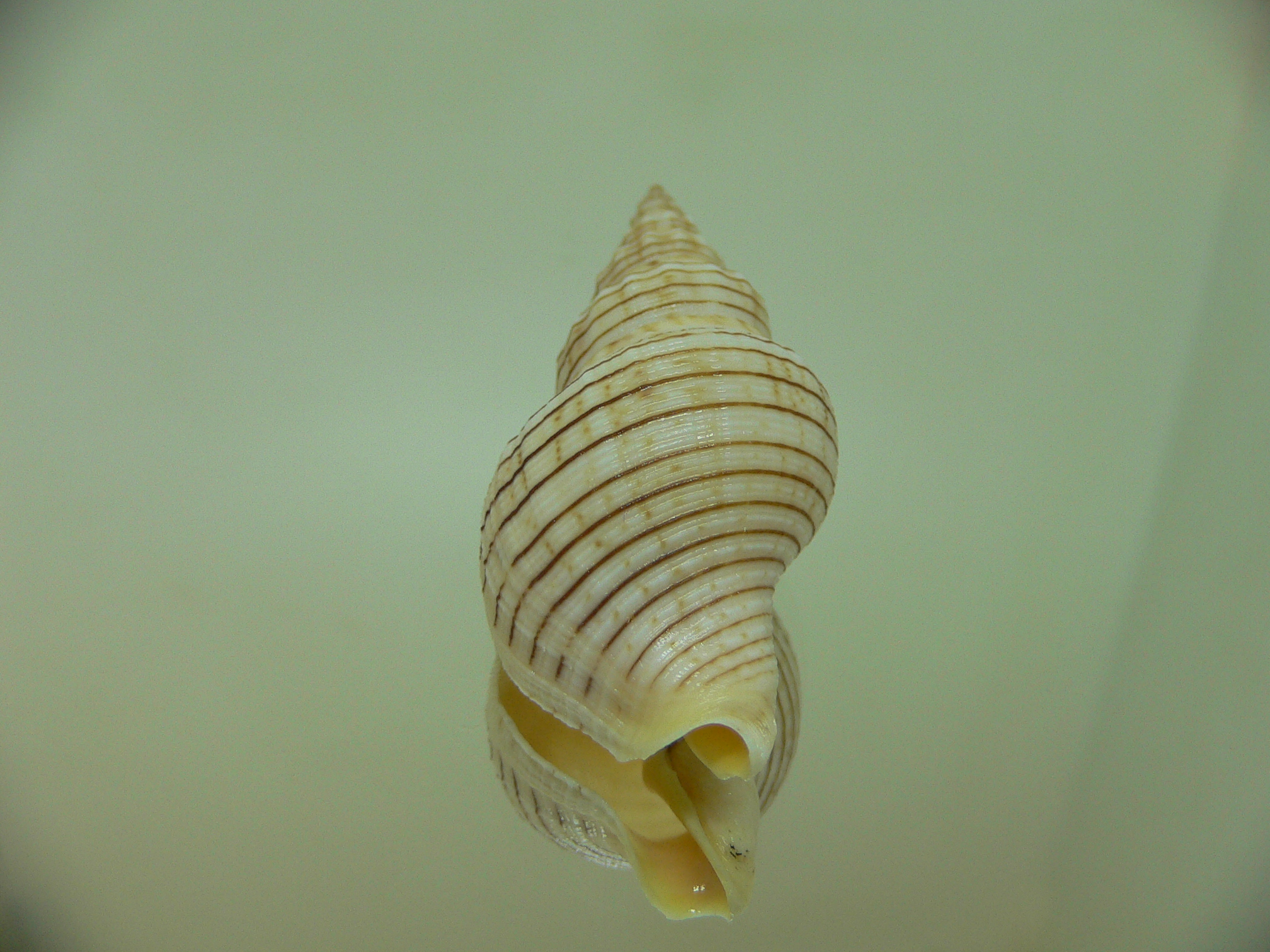 Siphonalia spadicea spadicea