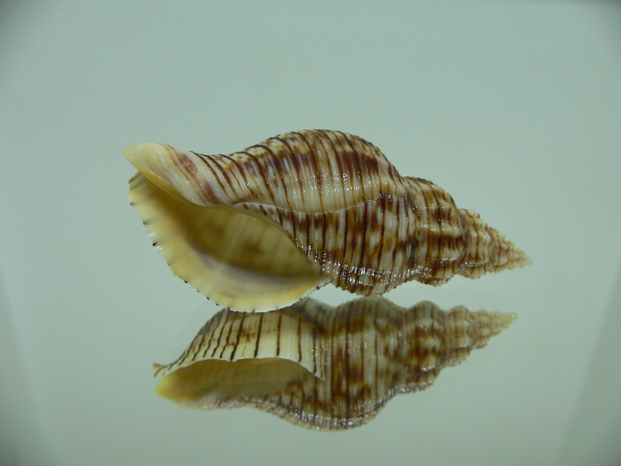 Siphonalia spadicea spadicea