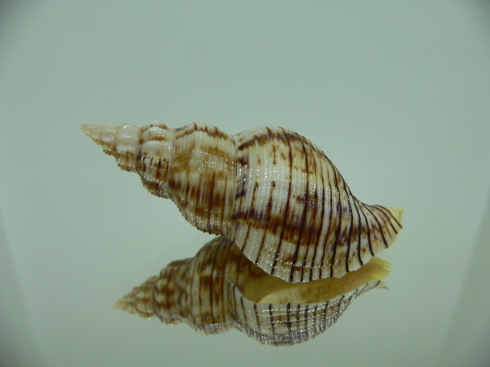 Siphonalia spadicea spadicea