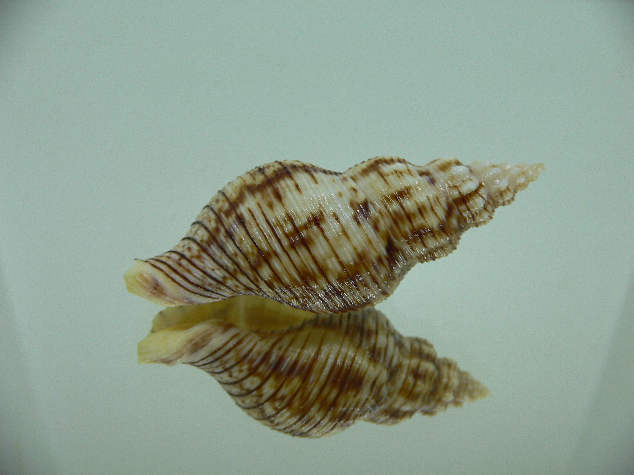 Siphonalia spadicea spadicea