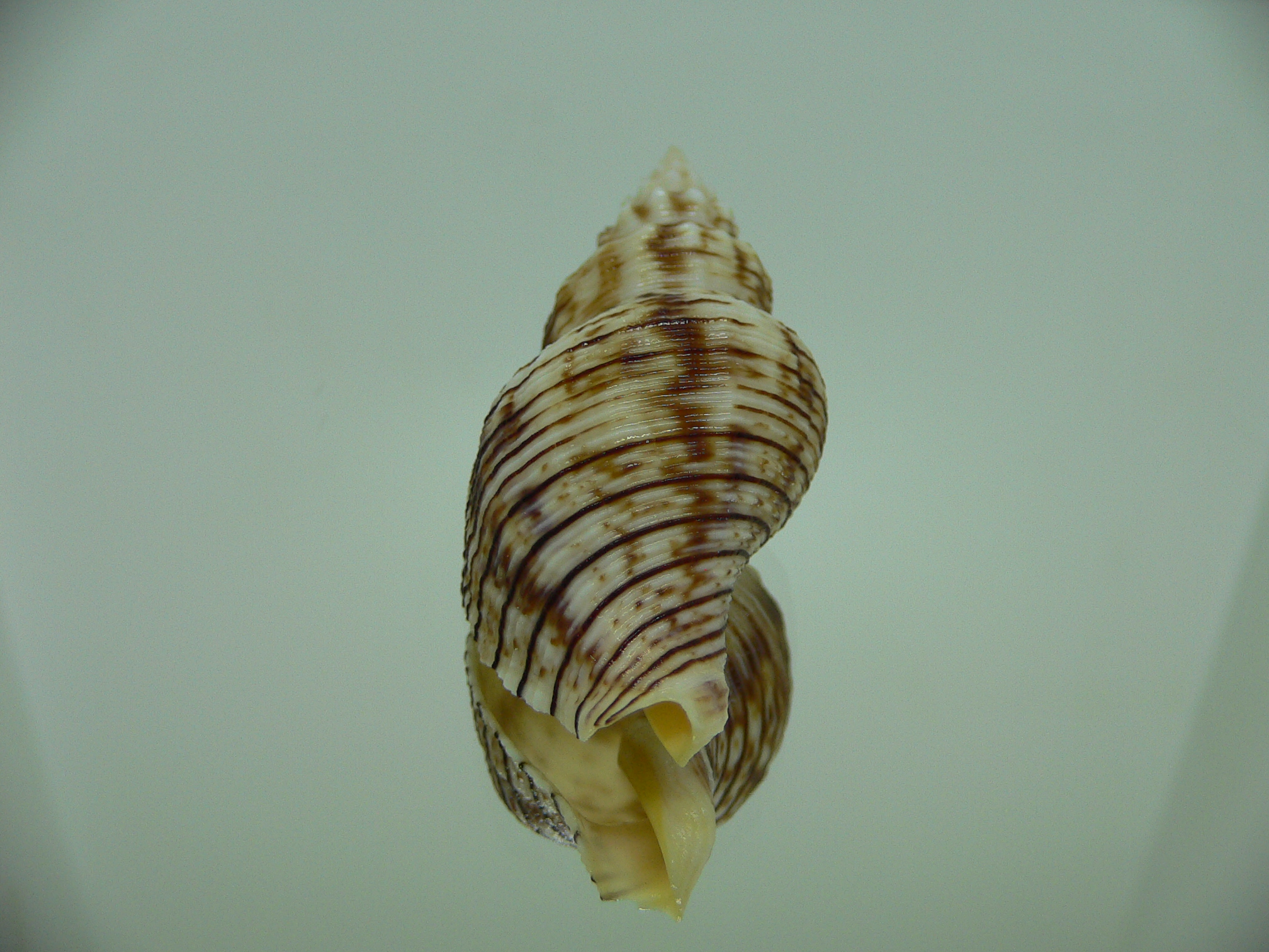 Siphonalia spadicea spadicea