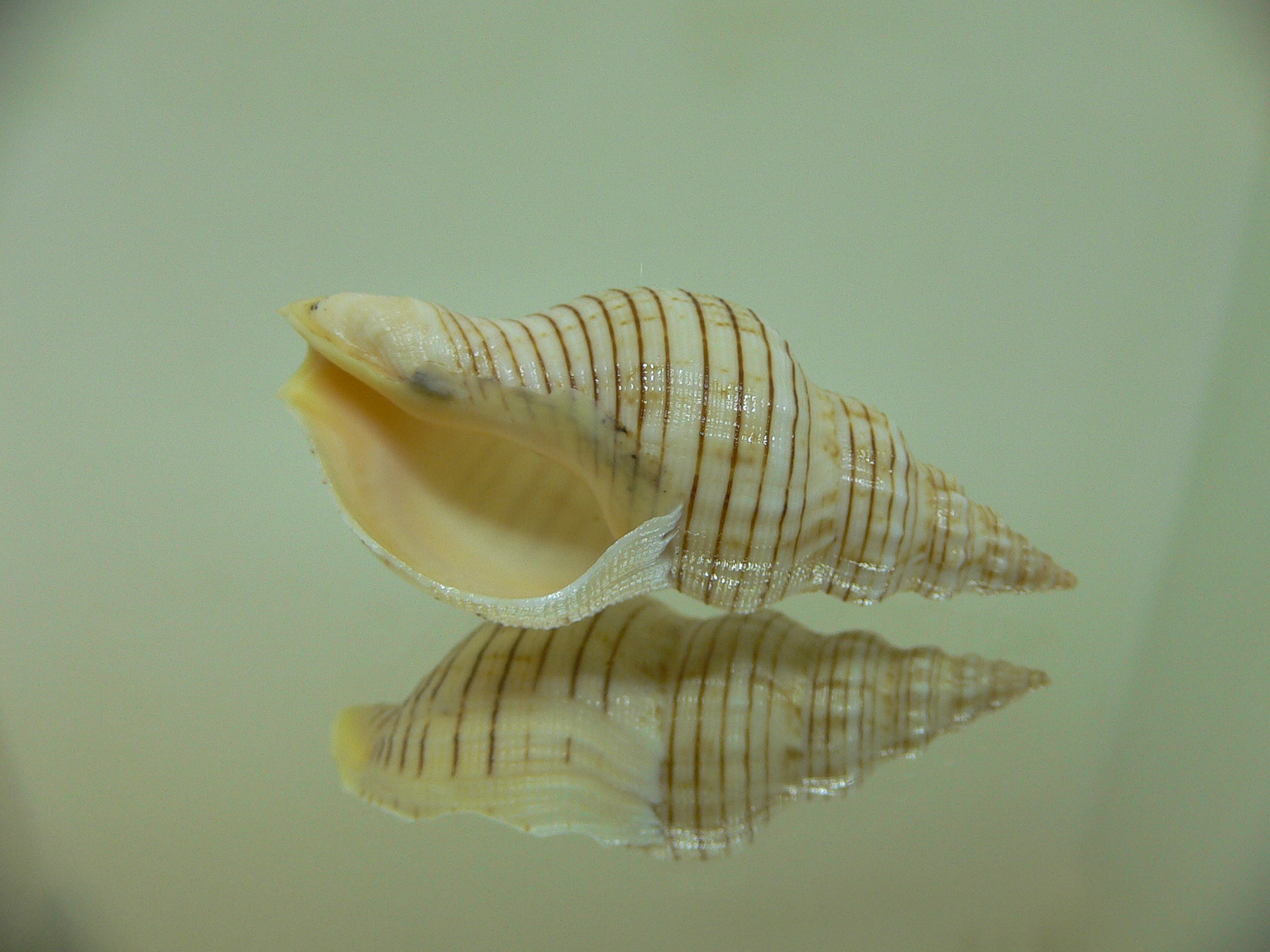 Siphonalia spadicea spadicea